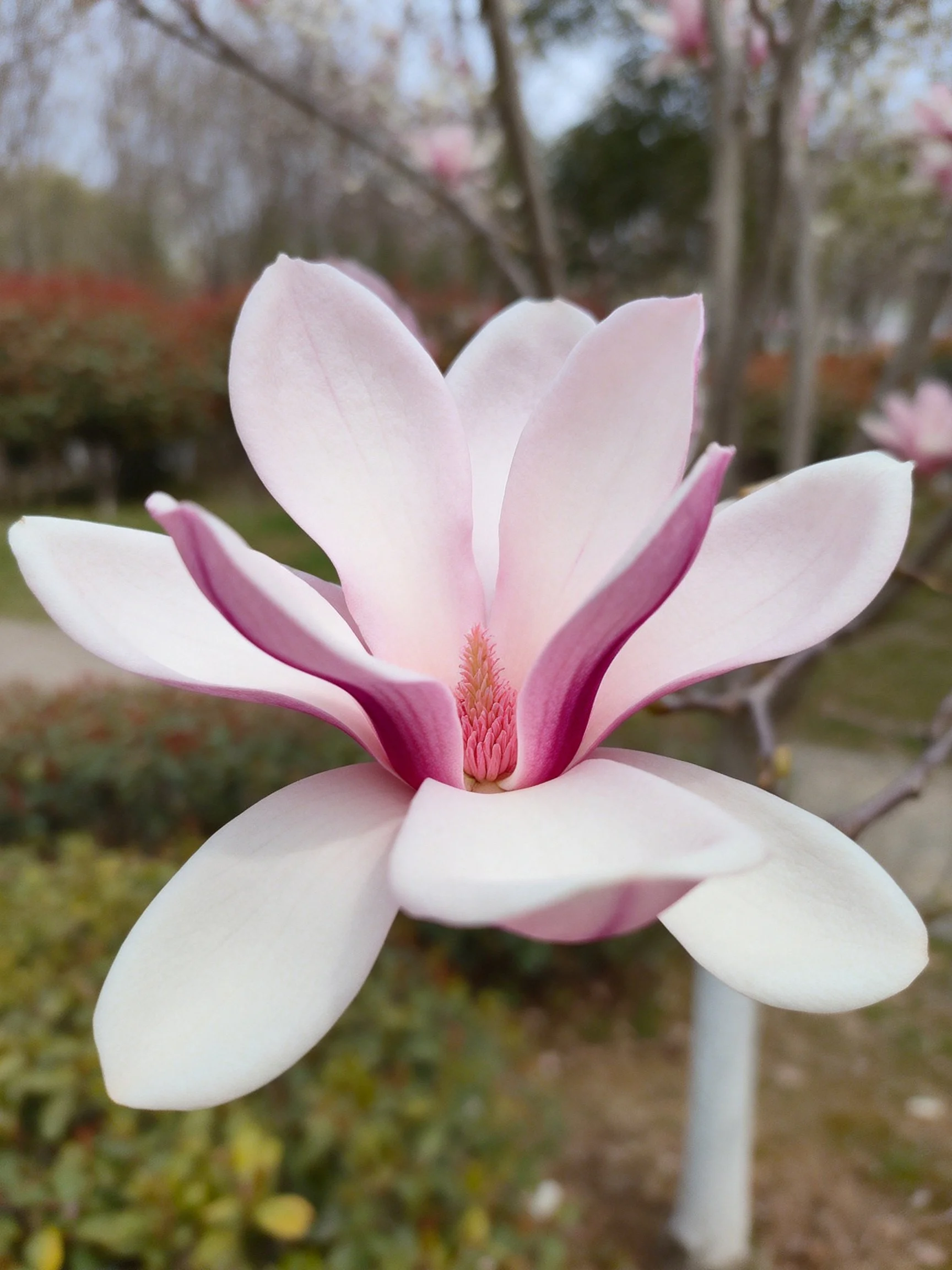 Pink magnolia bloom with purple petal accents