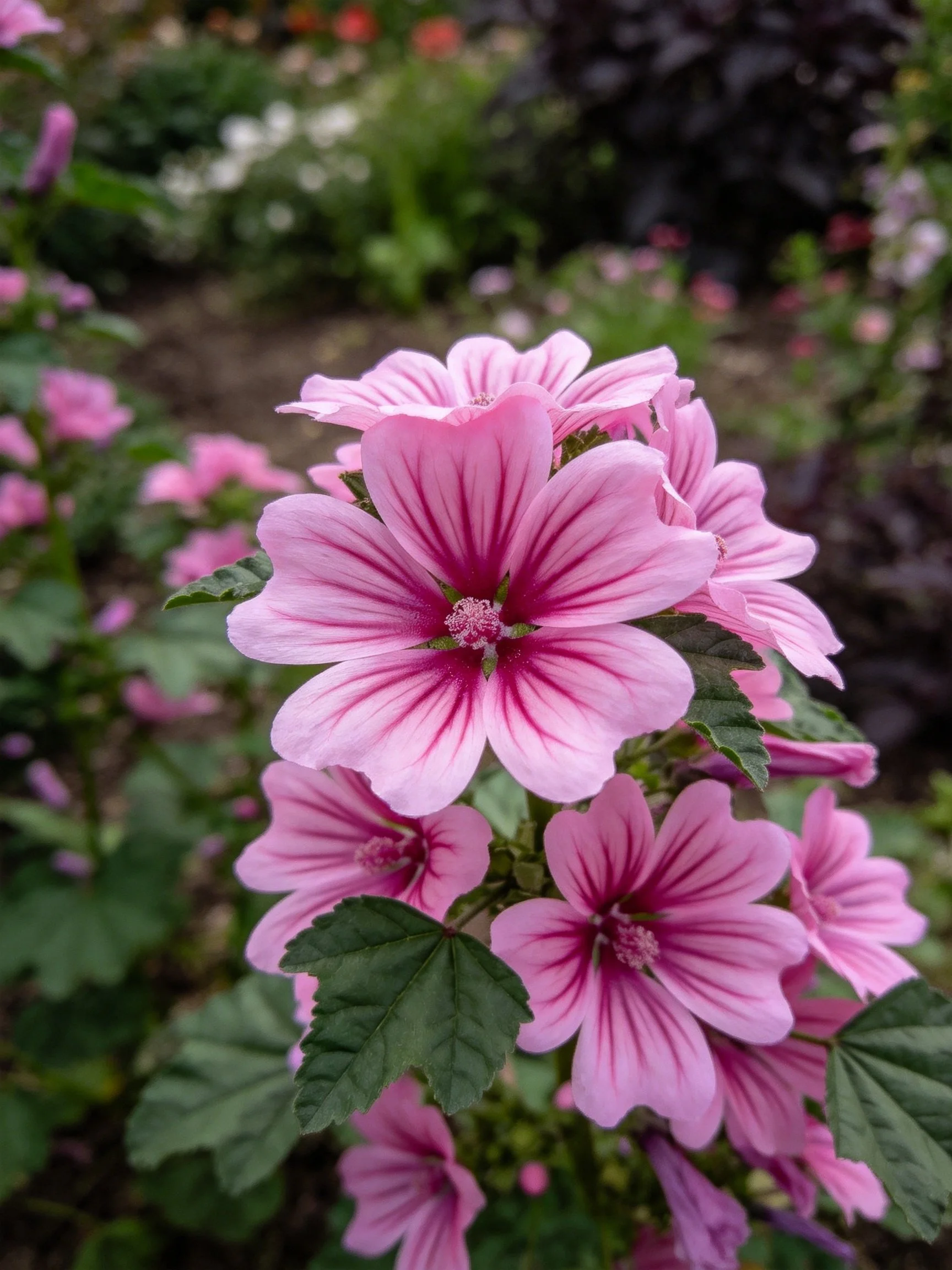Pink mallow flowers with dark pink striped petals in a garden
