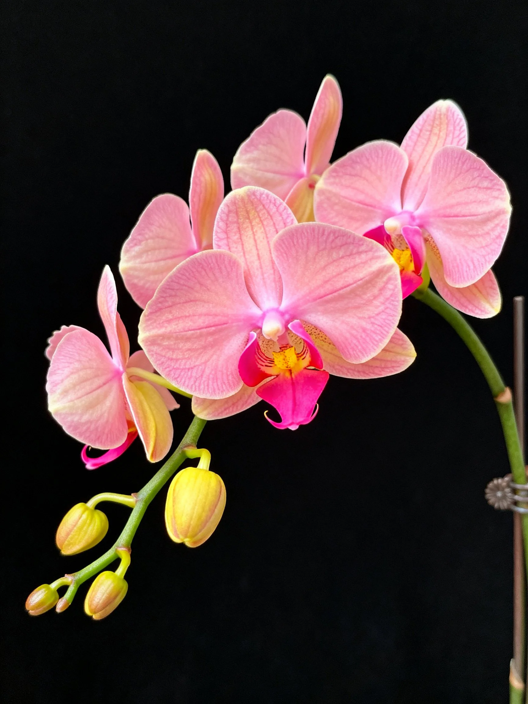 Pink orchid blooms with yellow buds on dark backdrop