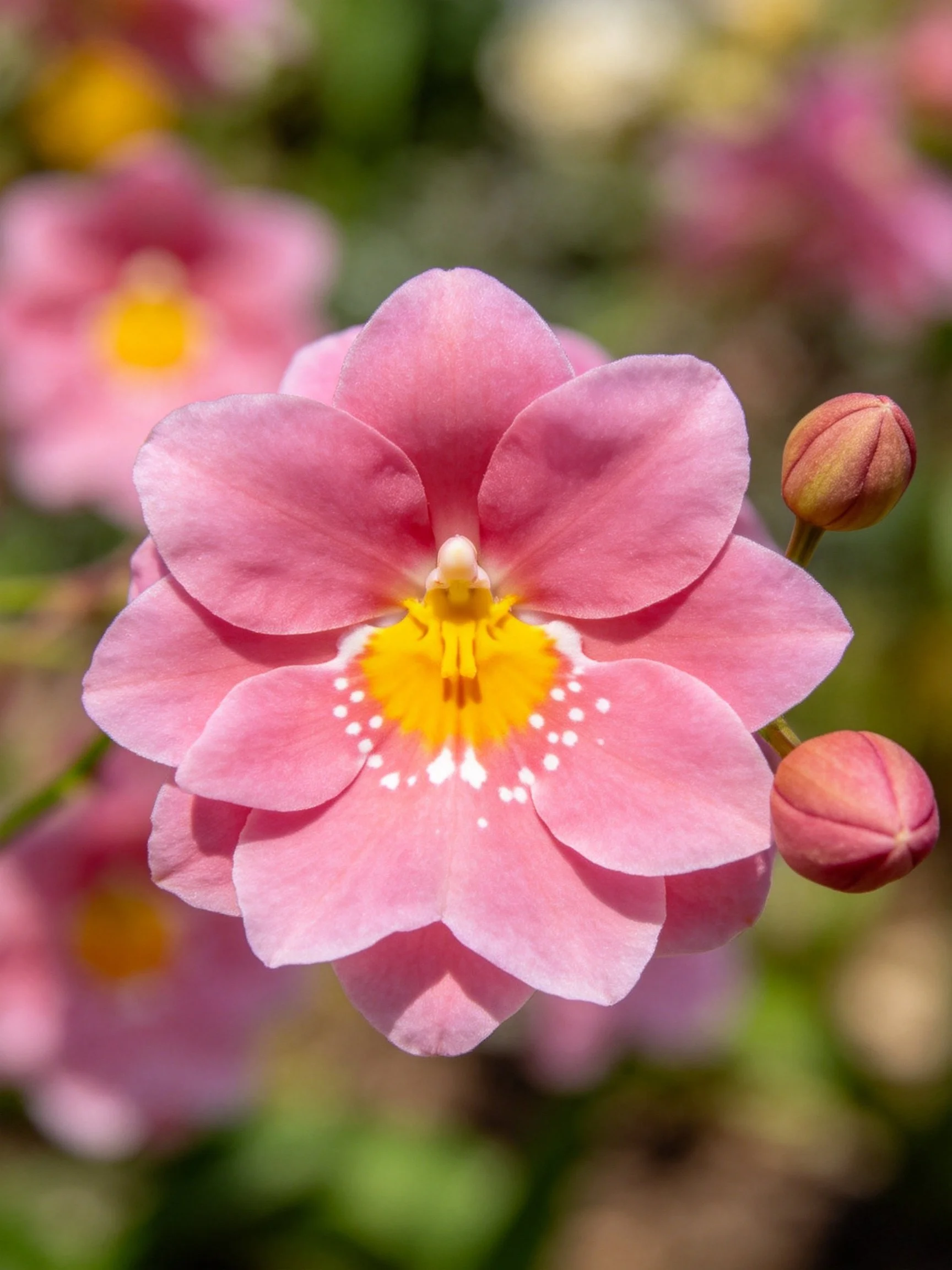 Pink orchid with yellow center and two buds