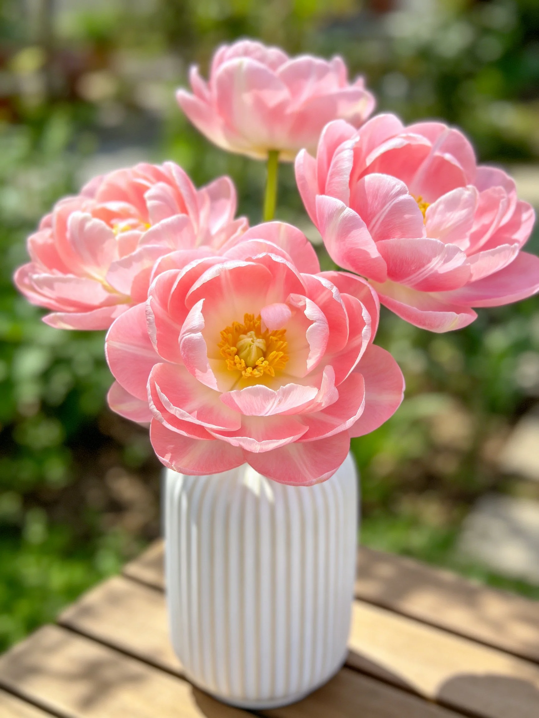 Pink peonies in a white ribbed vase outdoors