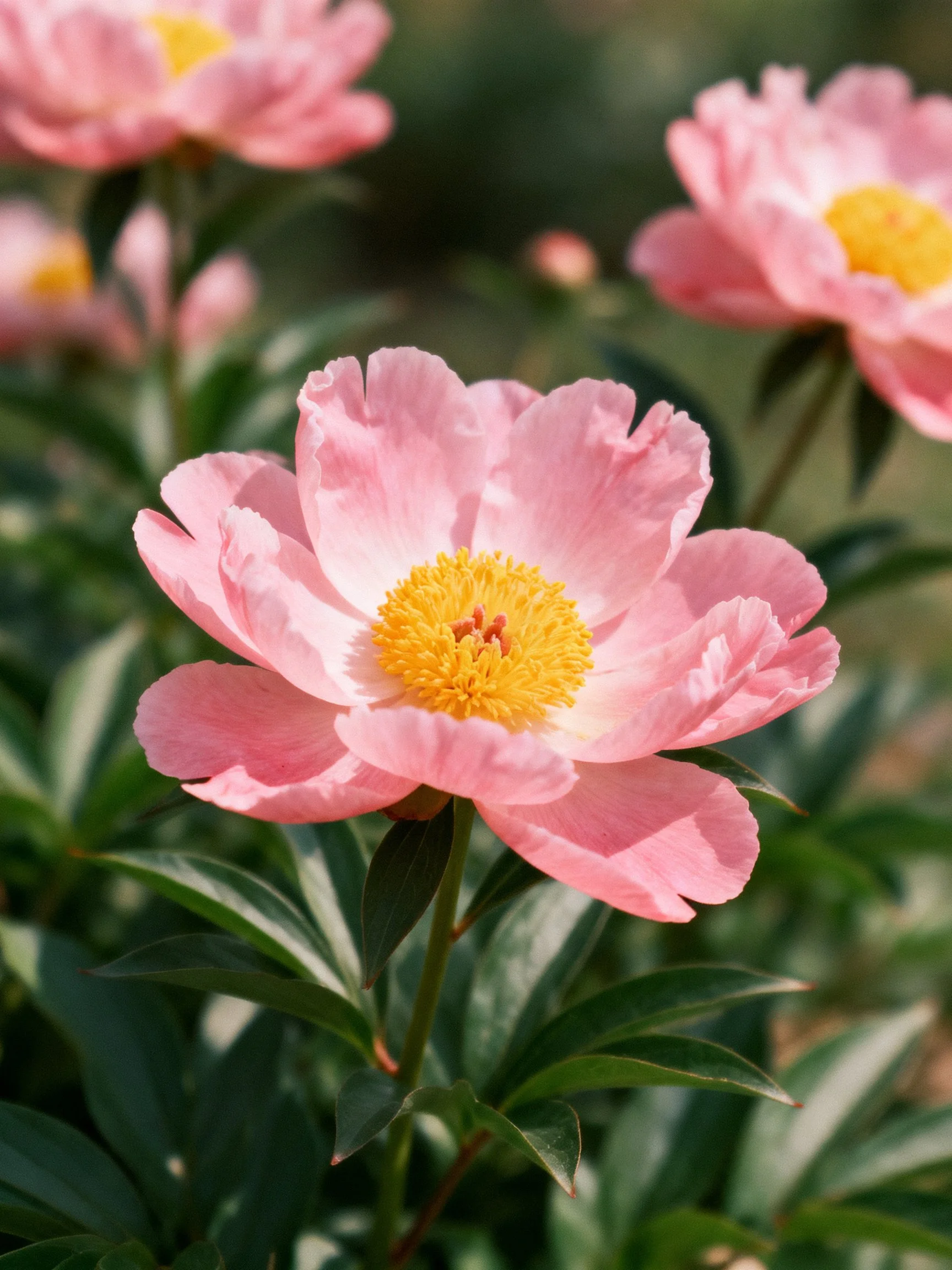 Pink peonies with yellow centers amidst green foliage