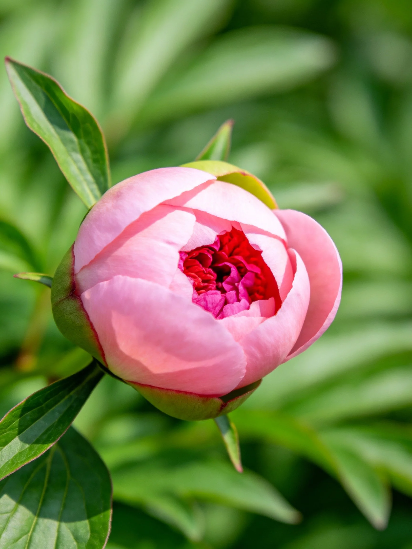 Pink peony bud with vibrant red center and green foliage