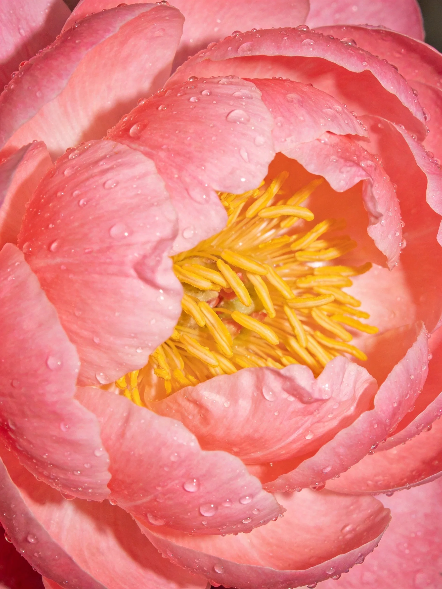 Pink peony flower with water droplets and yellow stamens