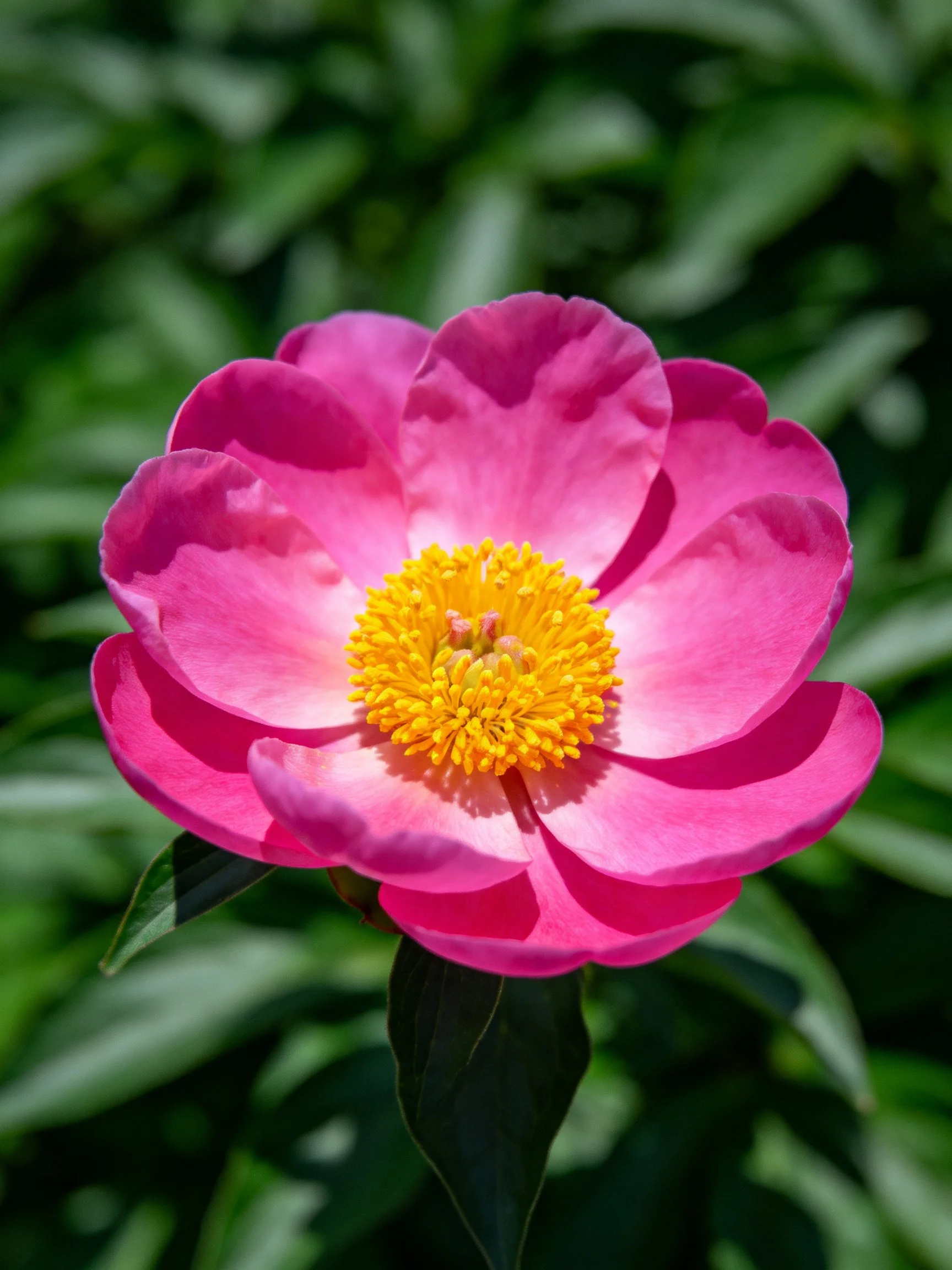 Pink peony with bright yellow center amid green foliage