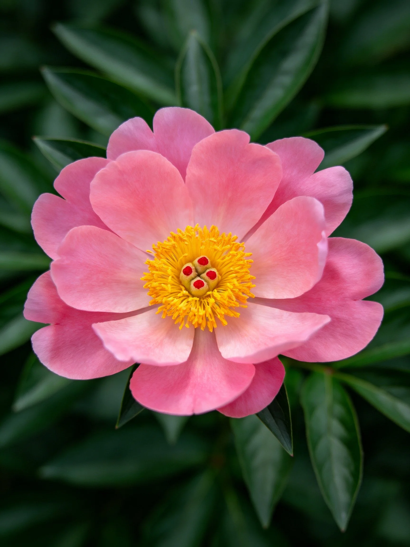 Pink peony with golden center, surrounded by dark green leaves