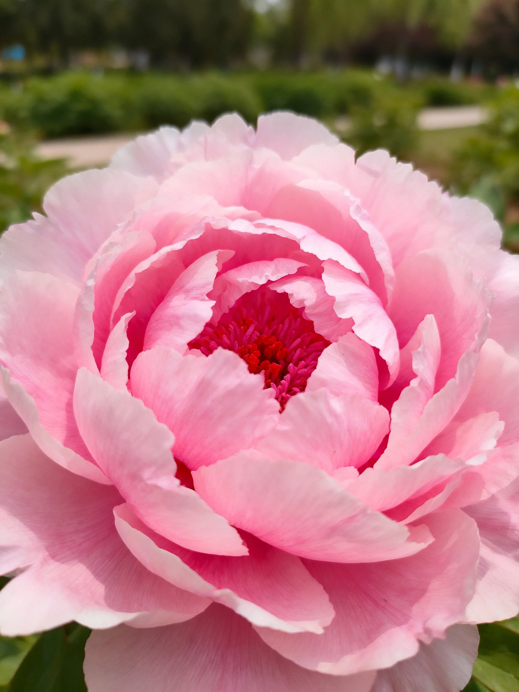 Pink peony with layered petals and red center