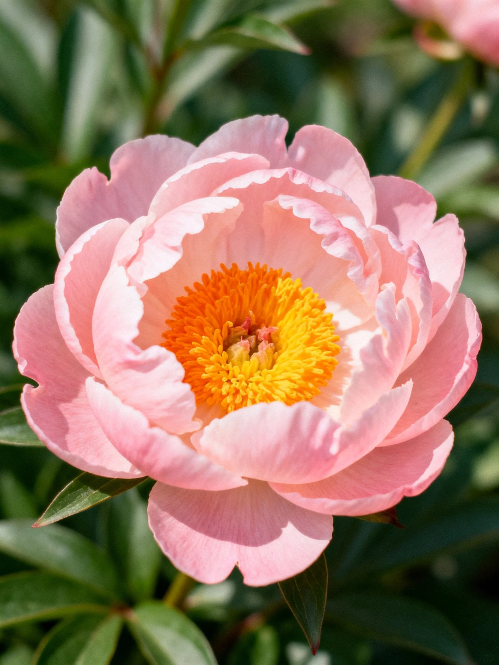 Pink peony with layered petals and vibrant central cluster