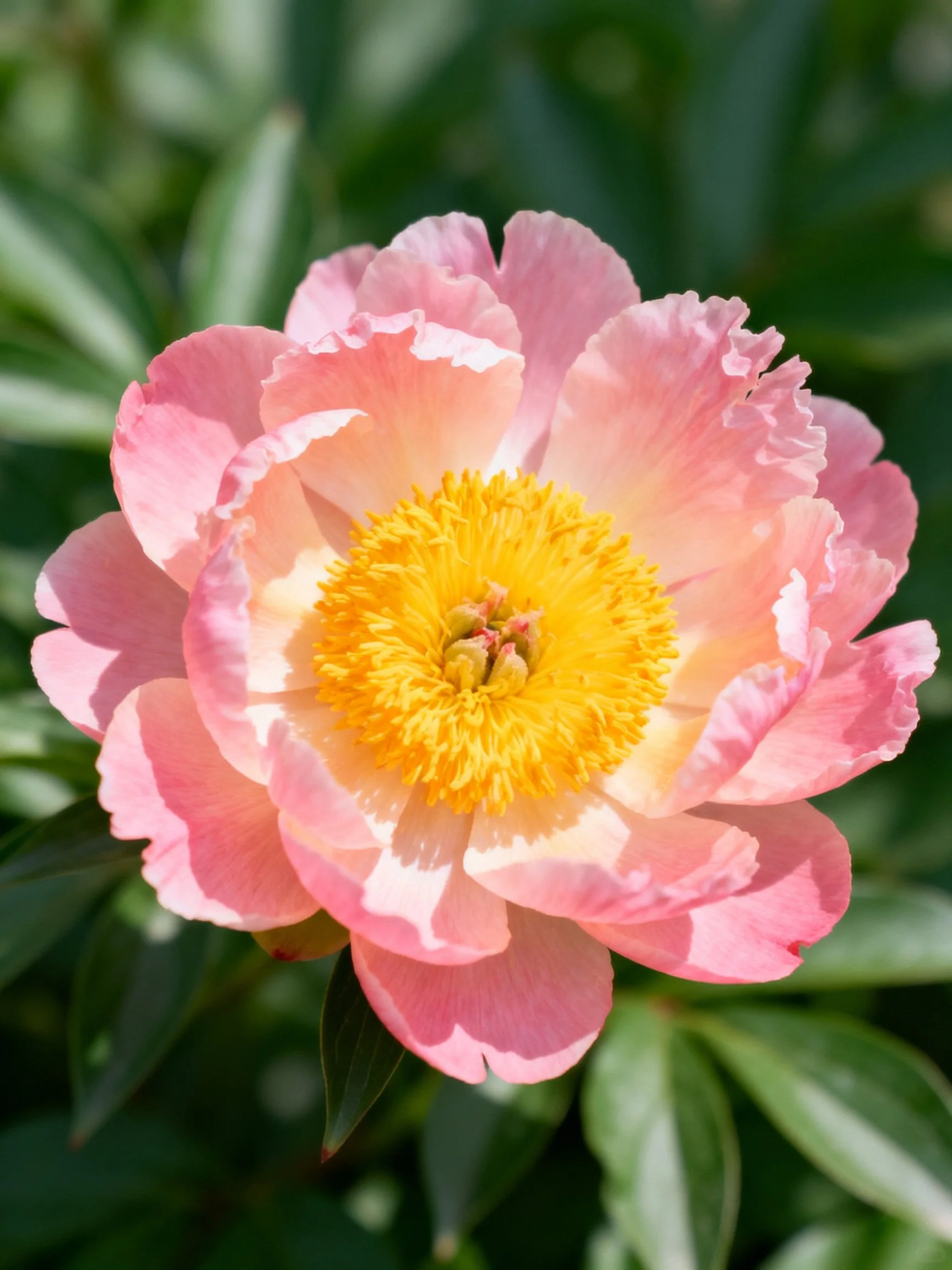 Pink peony with ruffled petals and golden center