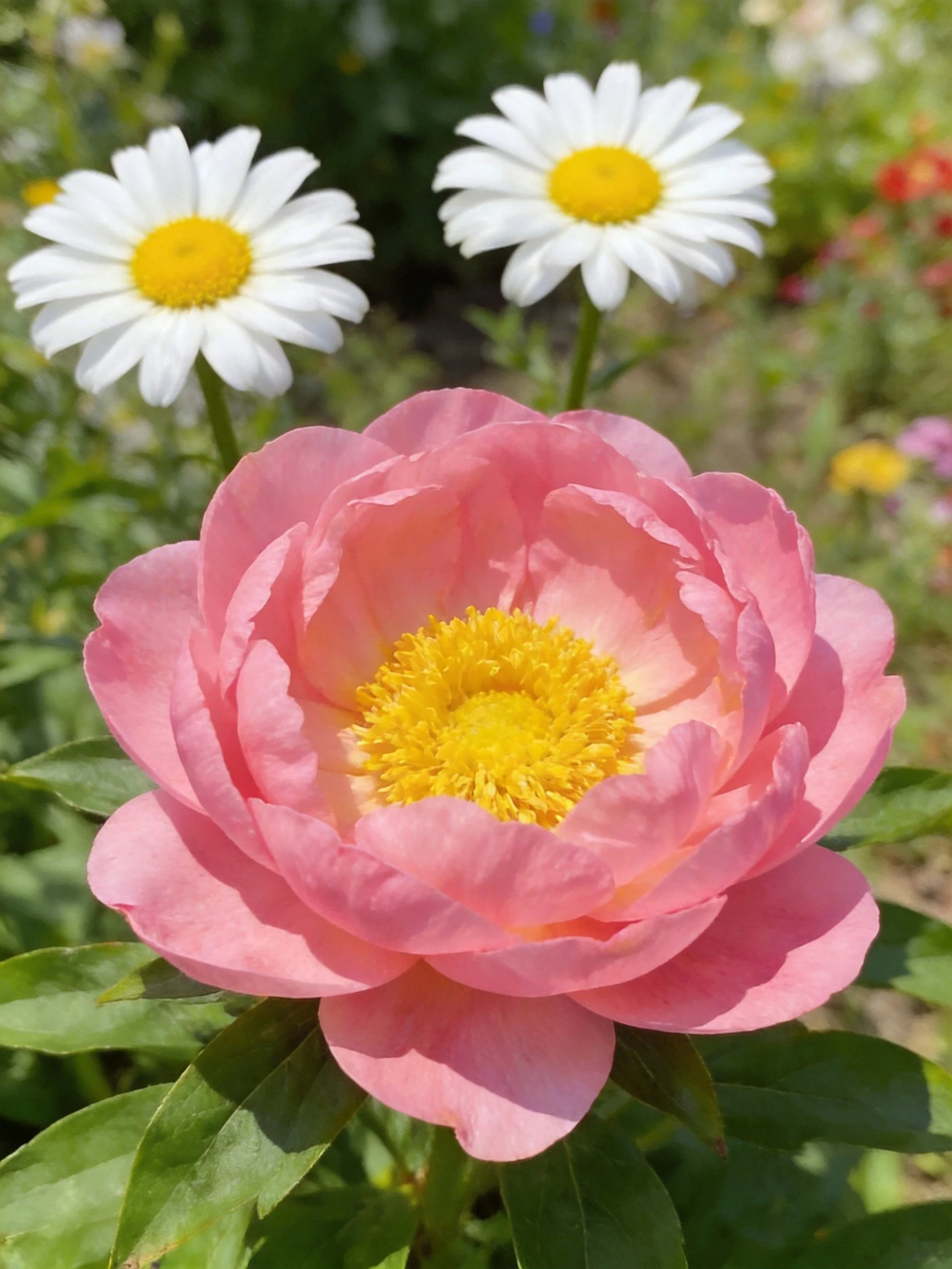 Pink peony with yellow center near two white daisies in a garden