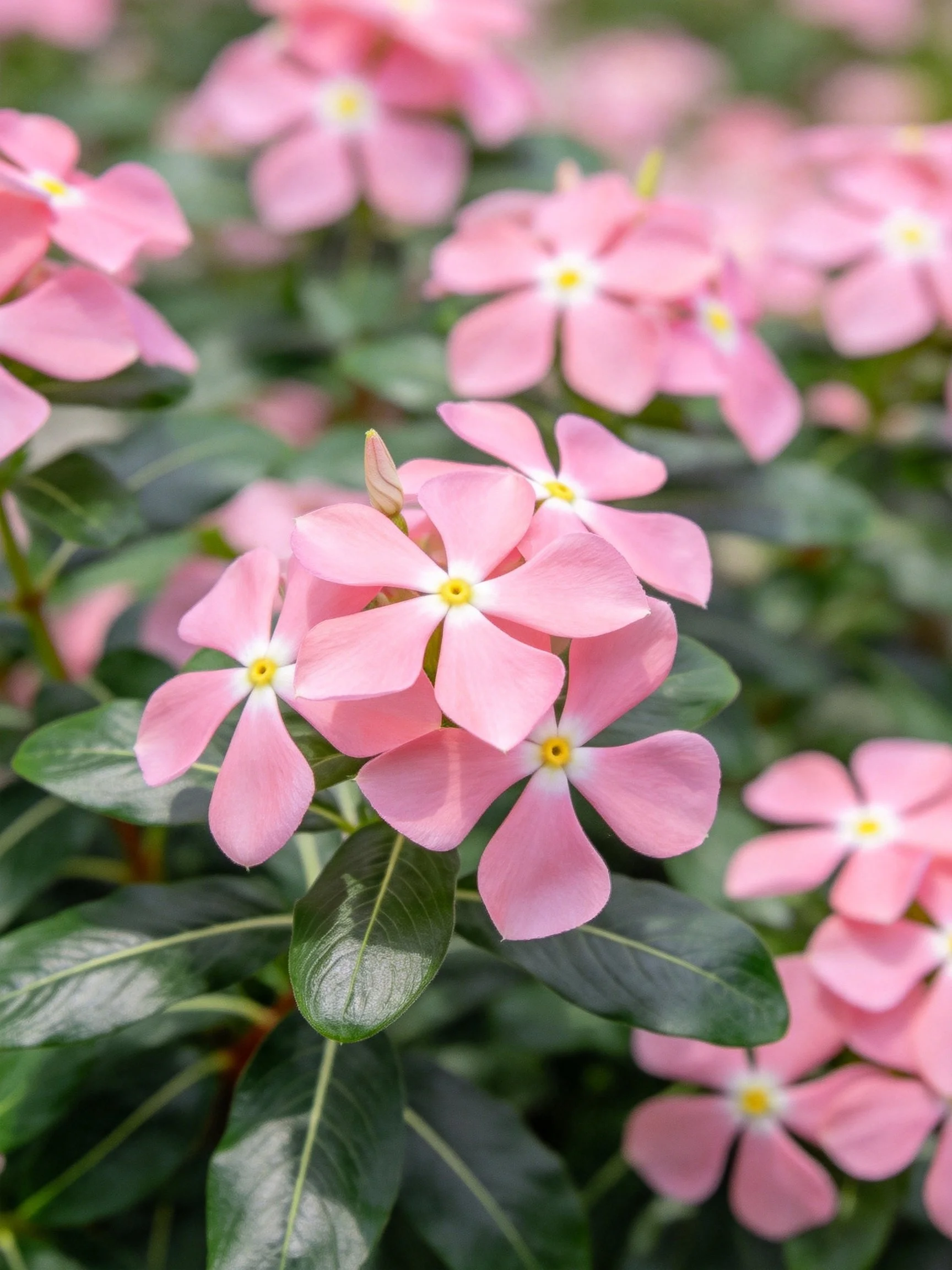 Pink periwinkle flowers clustered amid glossy green foliage