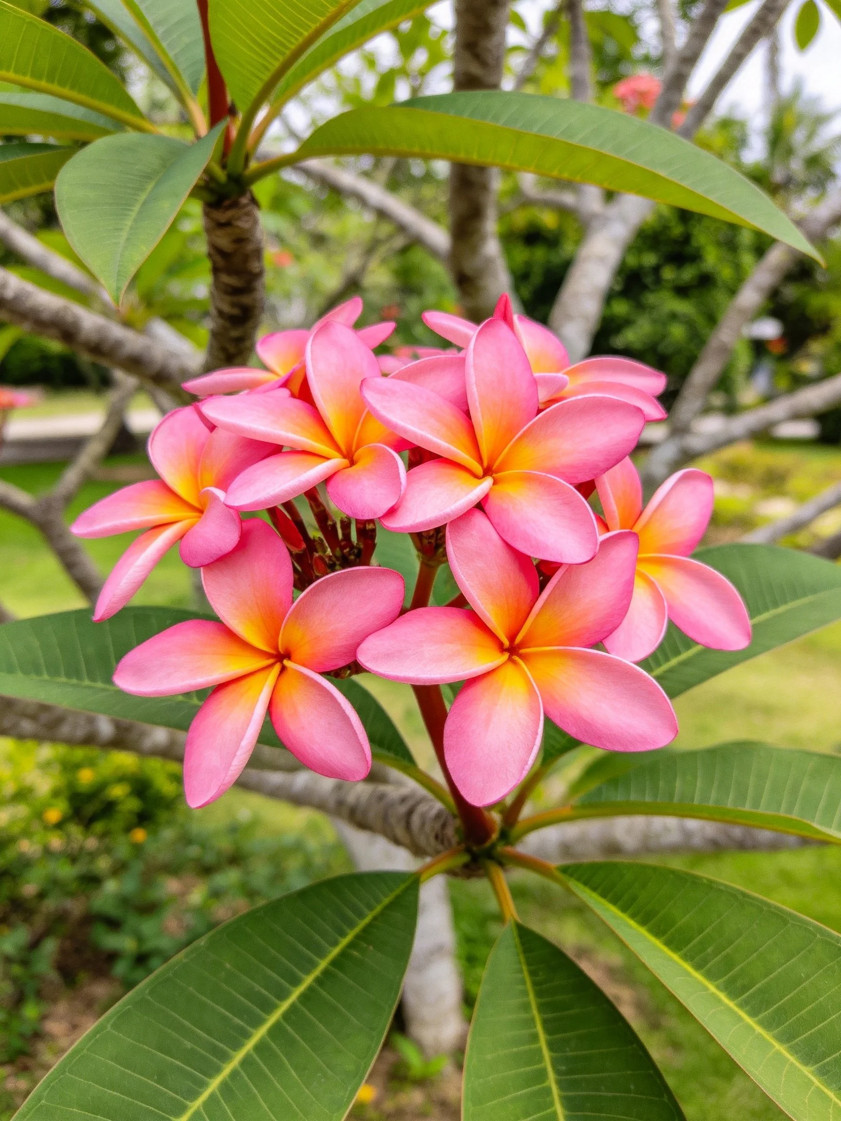 Pink plumeria blooms with yellow centers amid broad green leaves