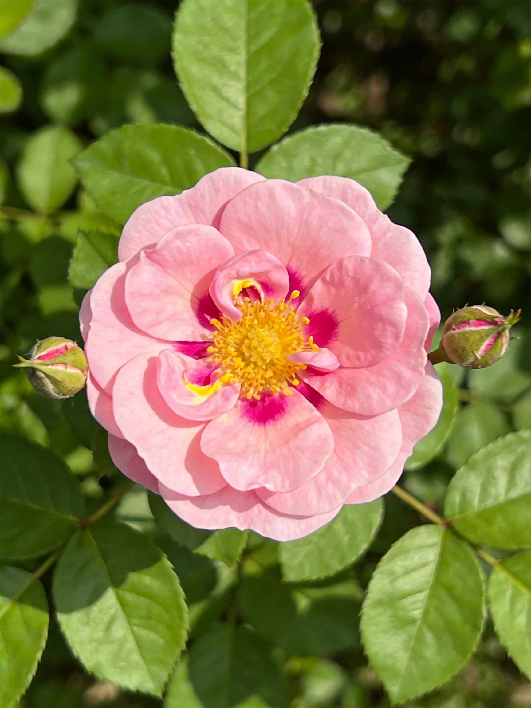 Pink rose bloom with yellow center and green leaves