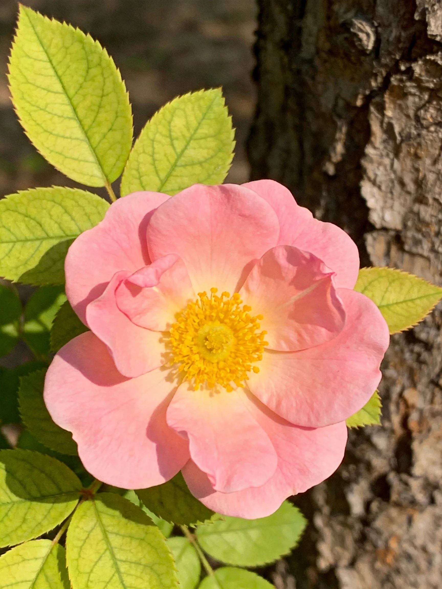Pink rose blooms near textured tree trunk with green foliage