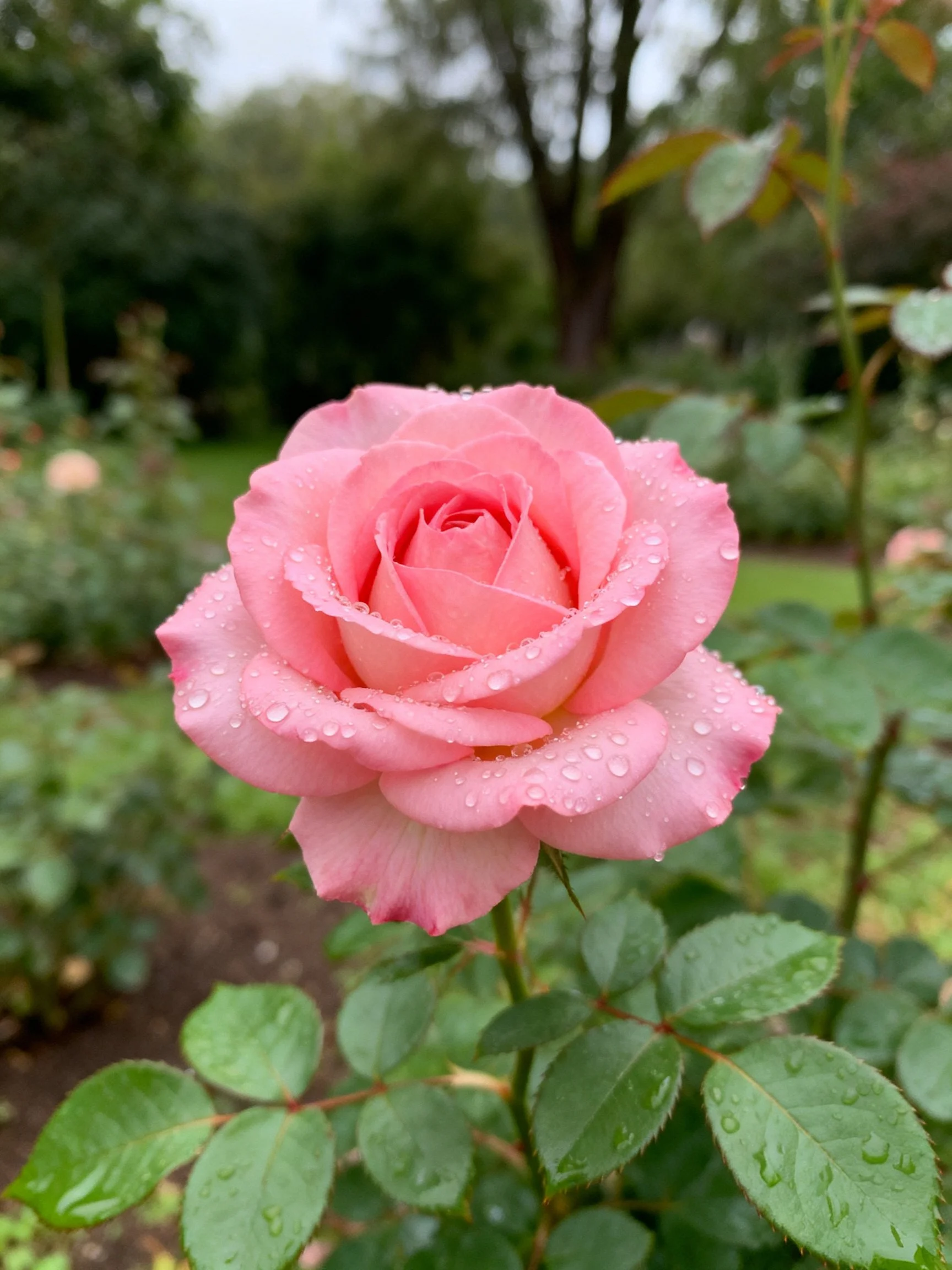 Pink rose with dew drops in a verdant garden