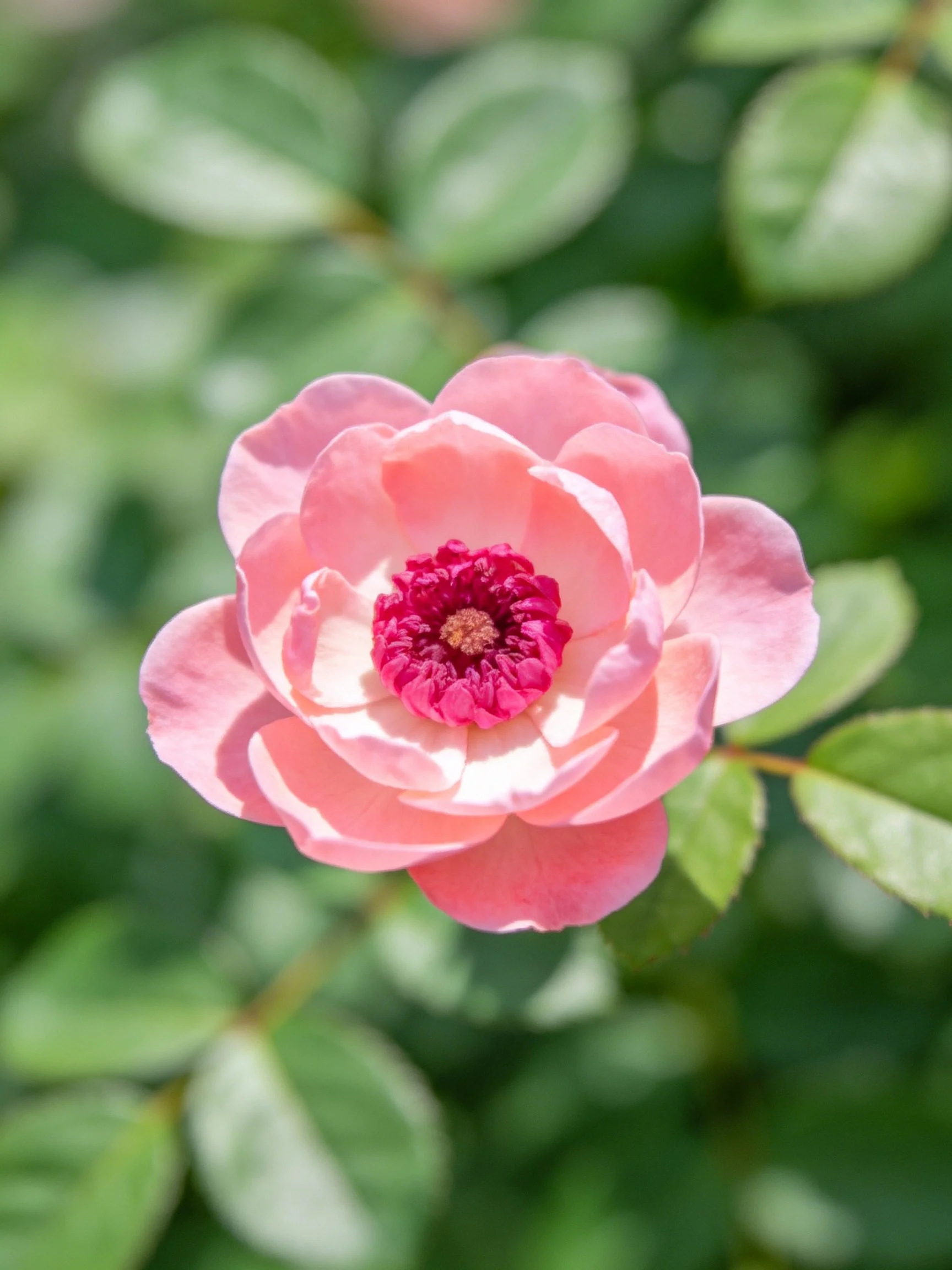 Pink rose with layered petals and dark central bloom