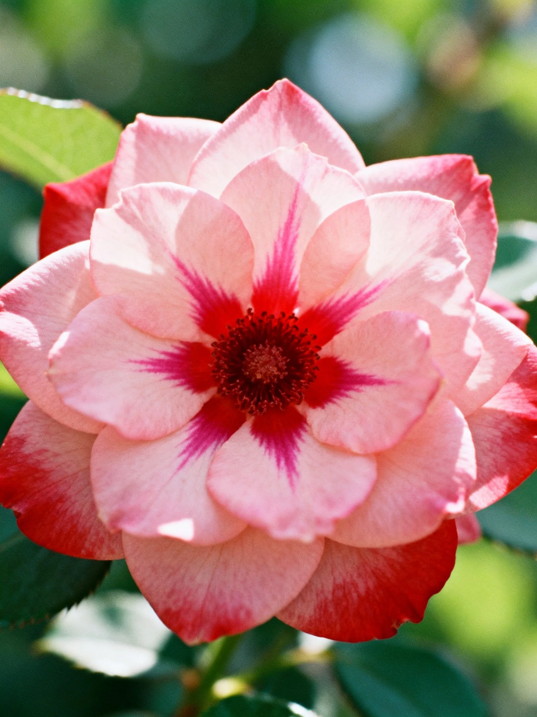 Pink rose with red center and petal accents