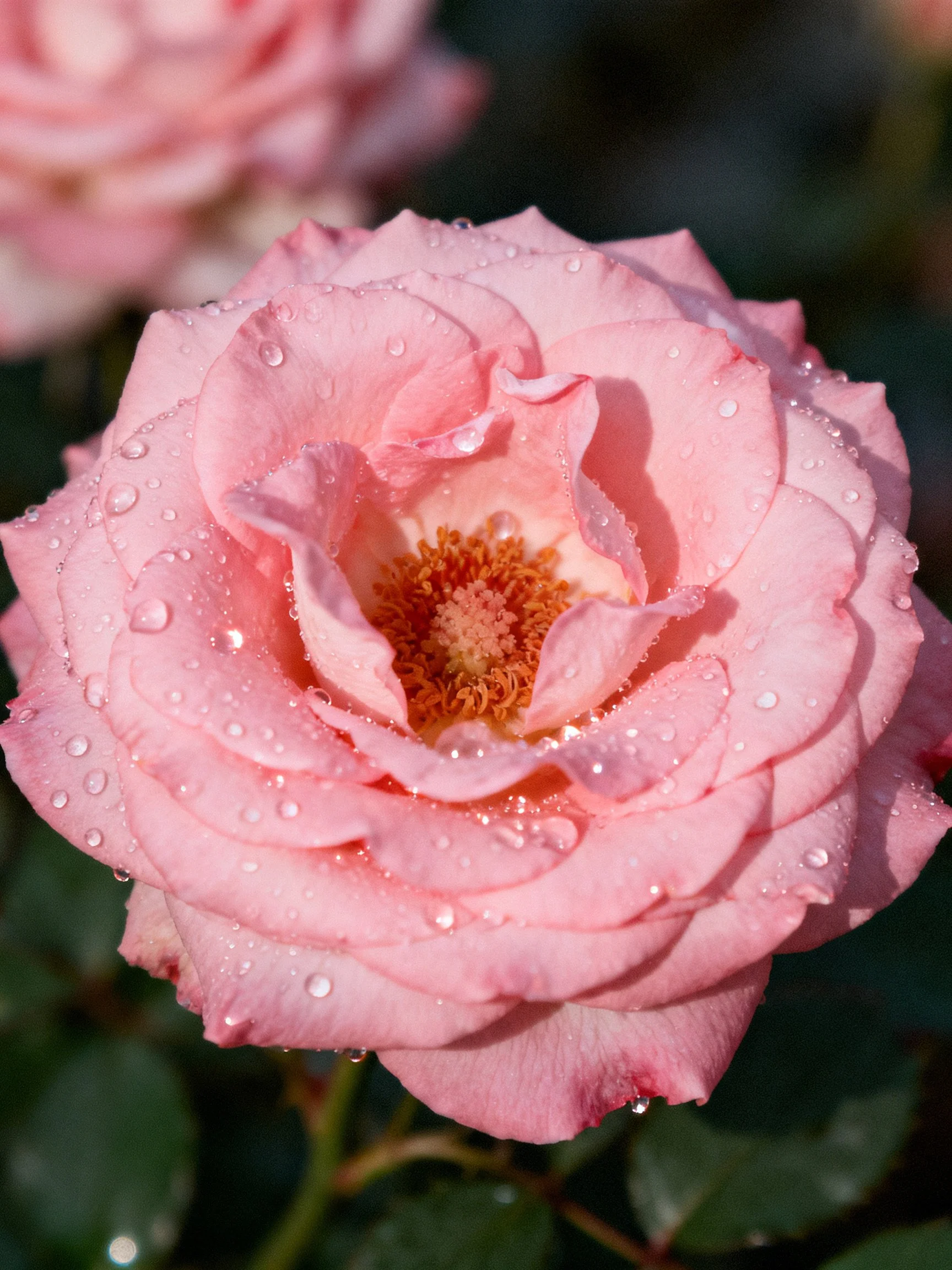 Pink rose with water droplets, close-up view