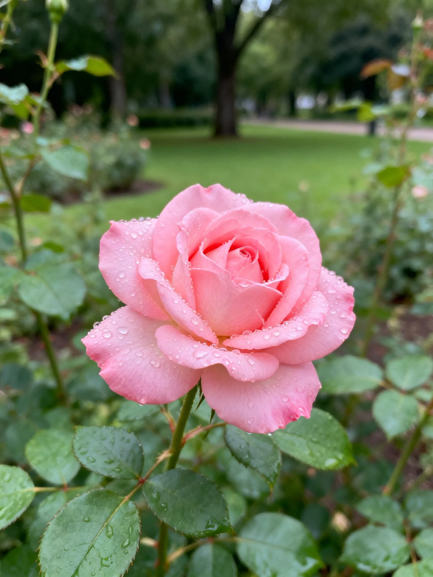 Pink rose with water droplets in a lush garden
