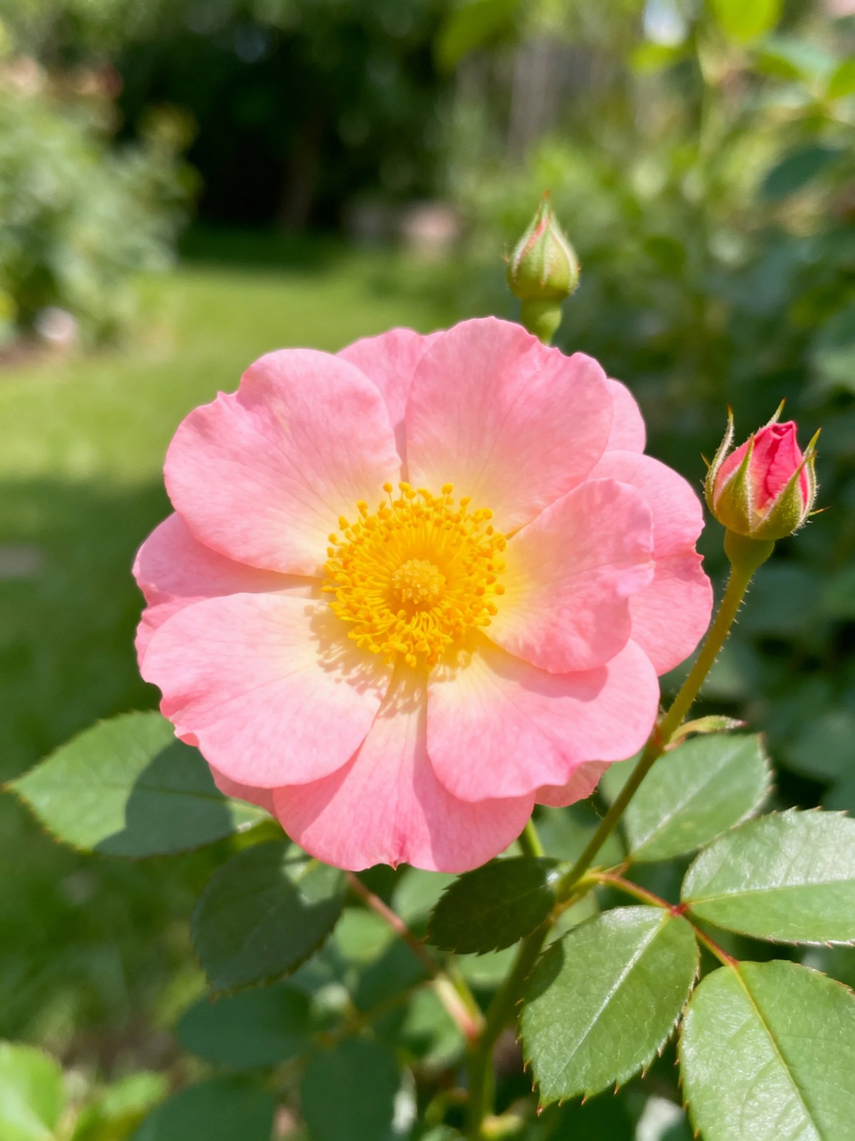 Pink rose with yellow center, two flower buds, green foliage