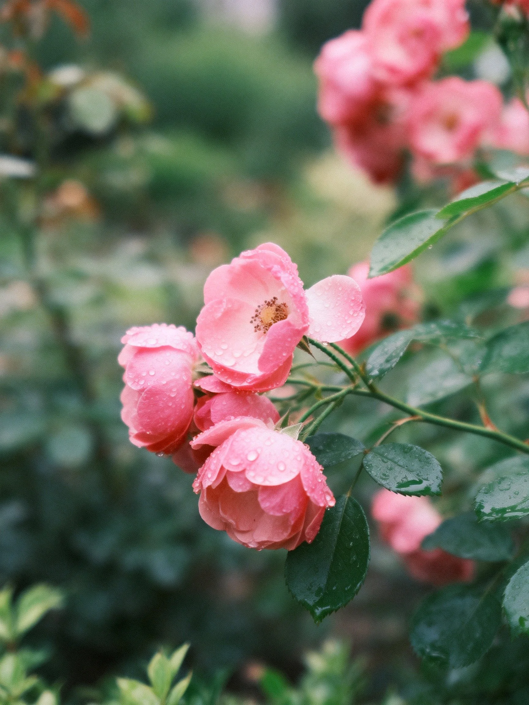 Pink roses with dewdrops amidst lush green foliage