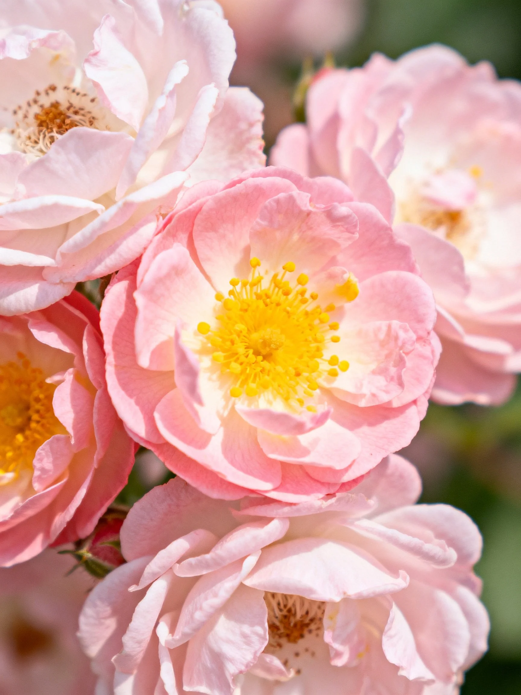 Pink roses with yellow stamens in soft daylight