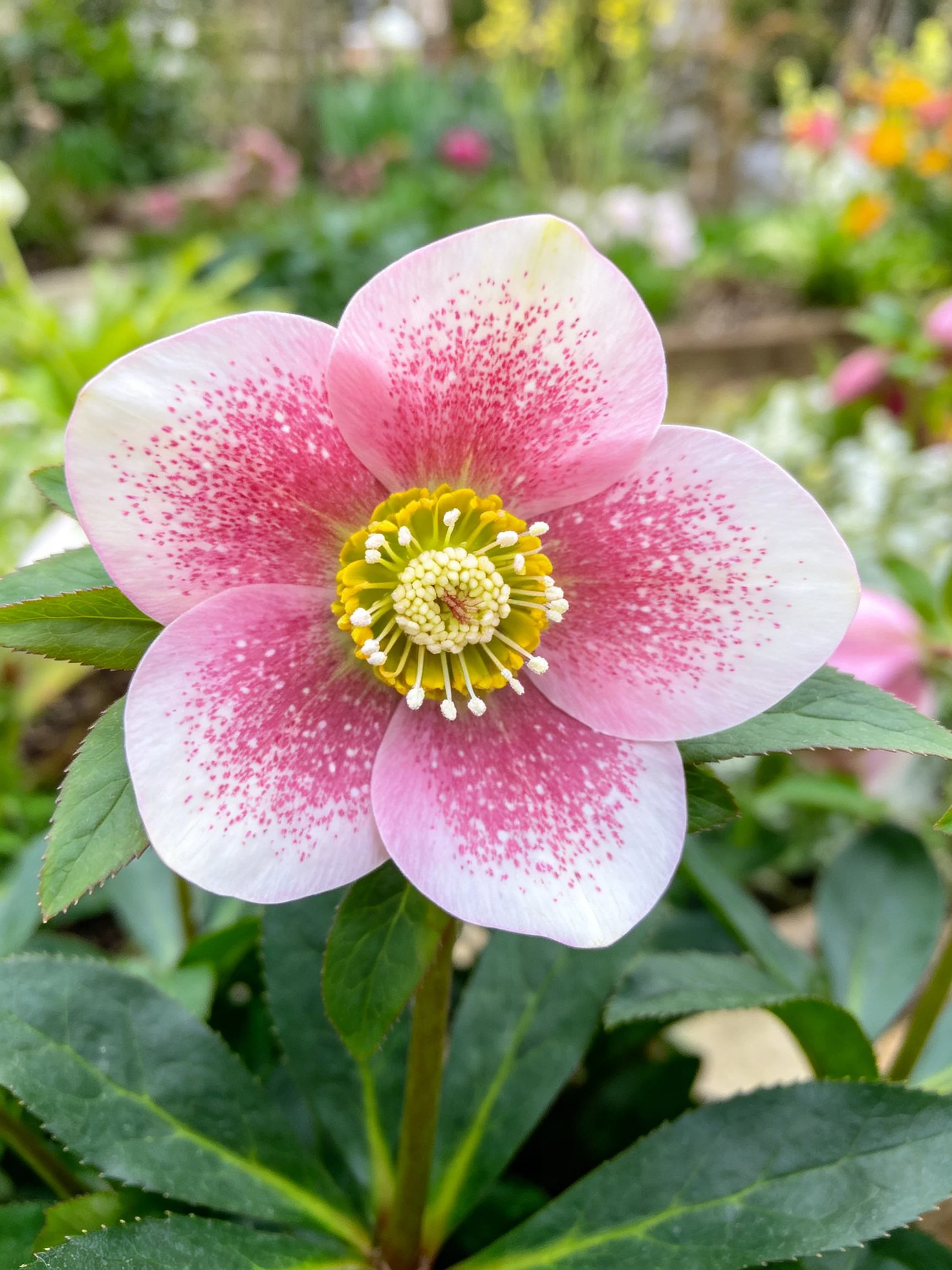 Pink - speckled hellebore flower with yellow center