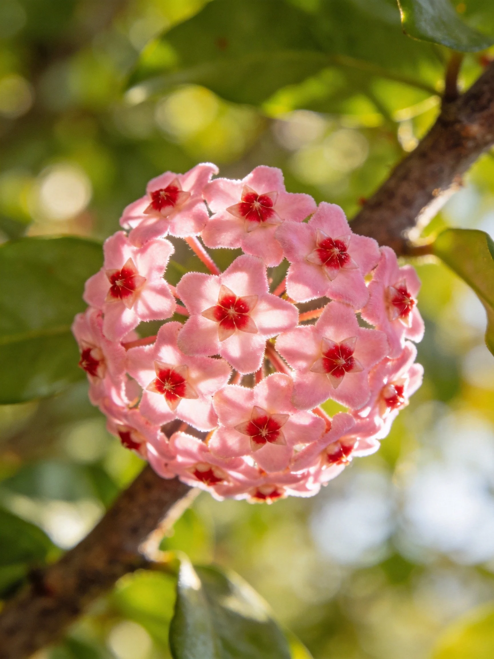 Pink spherical flower cluster with red centers on a tree branch