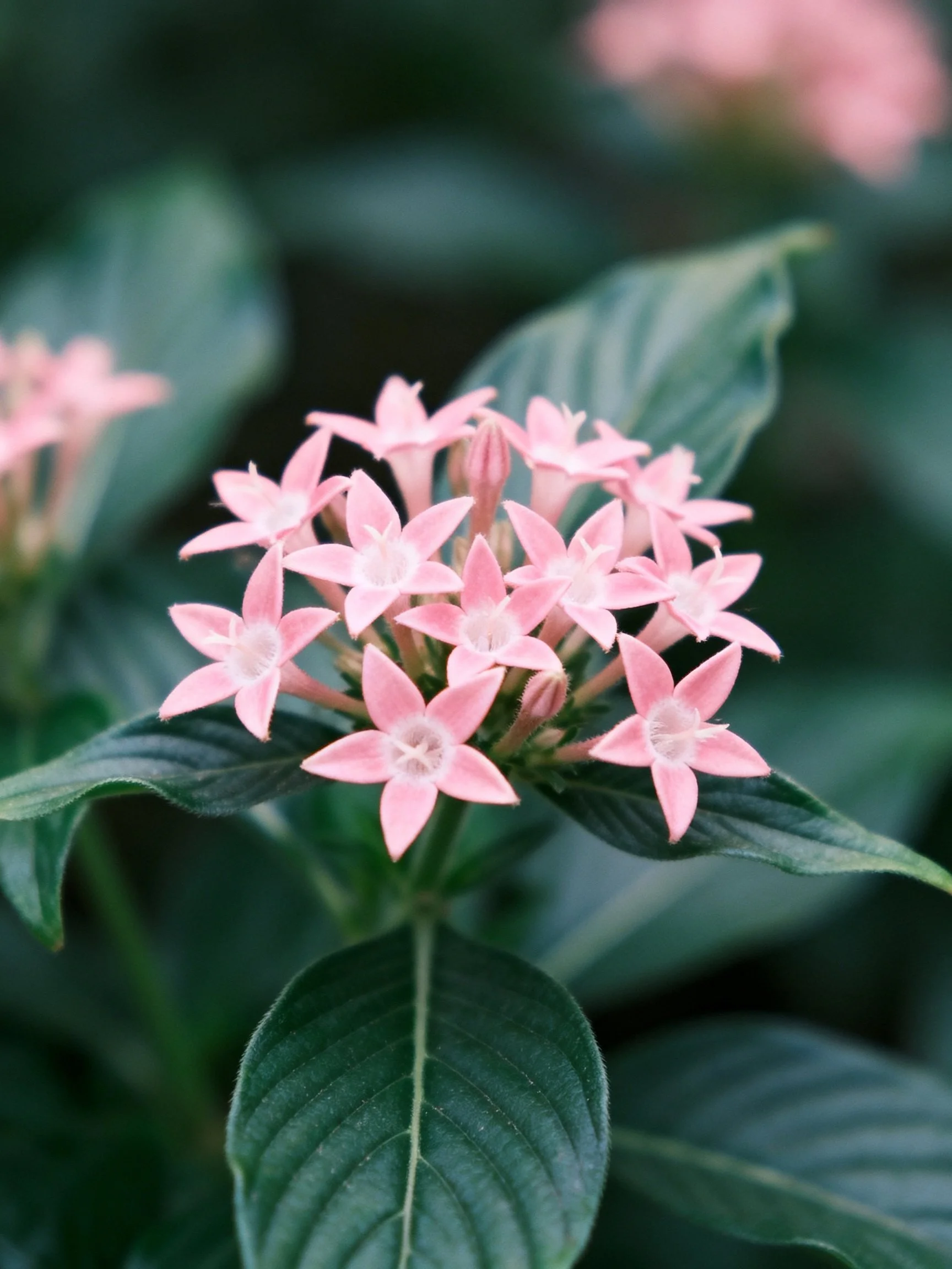 Pink star - shaped flowers clustered amid broad green foliage