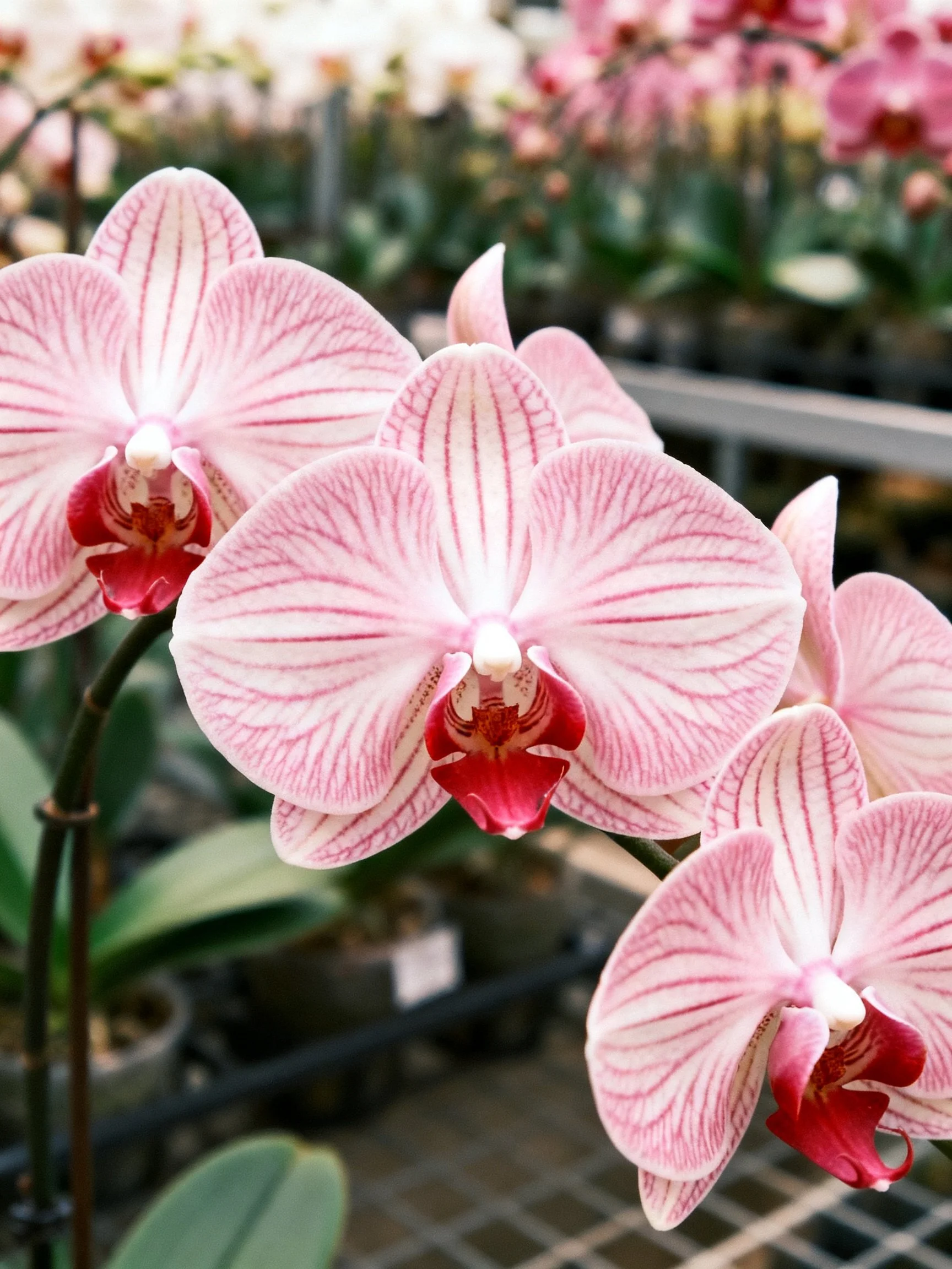Pink striped orchids with red centers in a greenhouse display