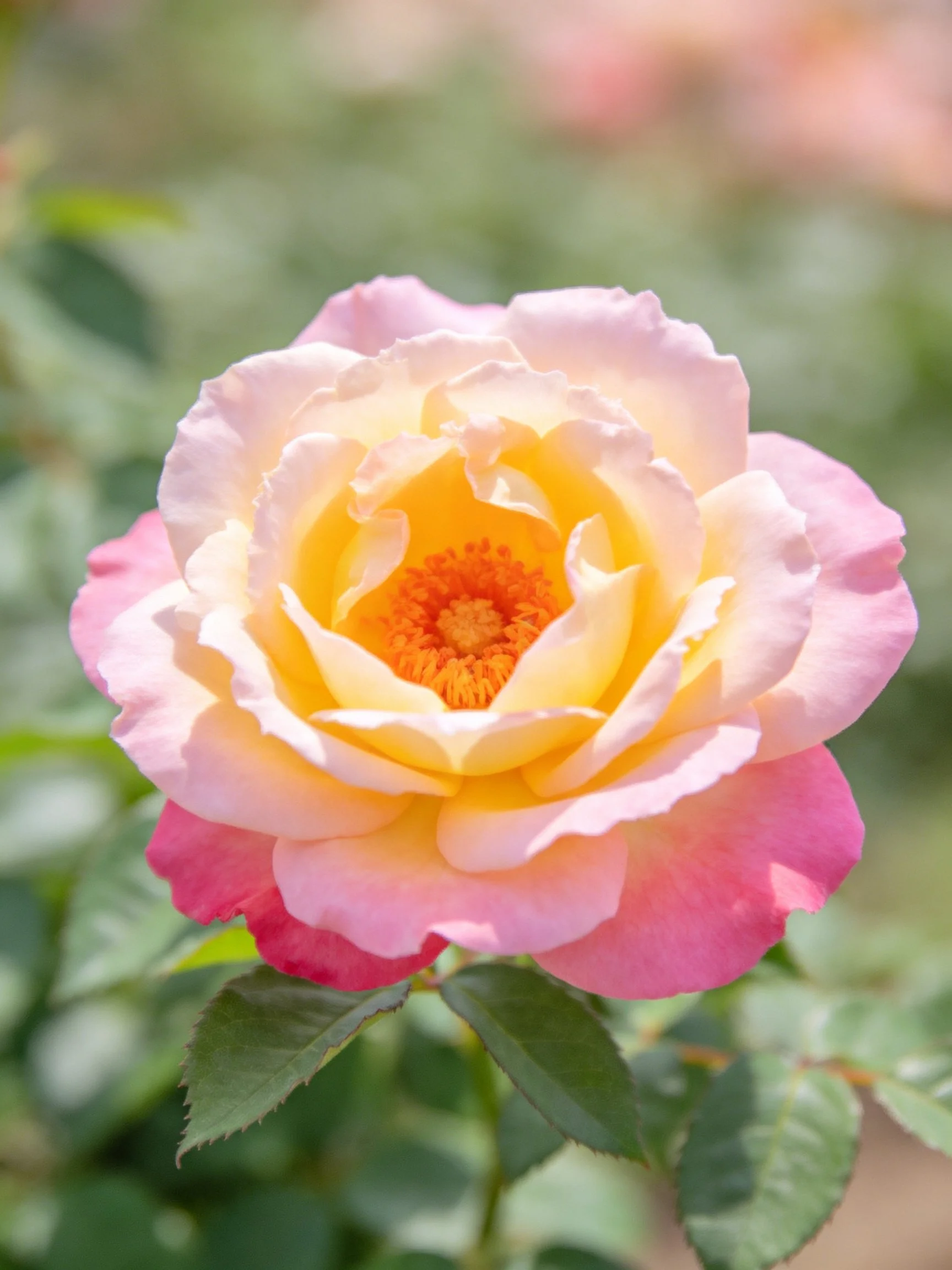 Pink-to-yellow gradient rose with layered petals