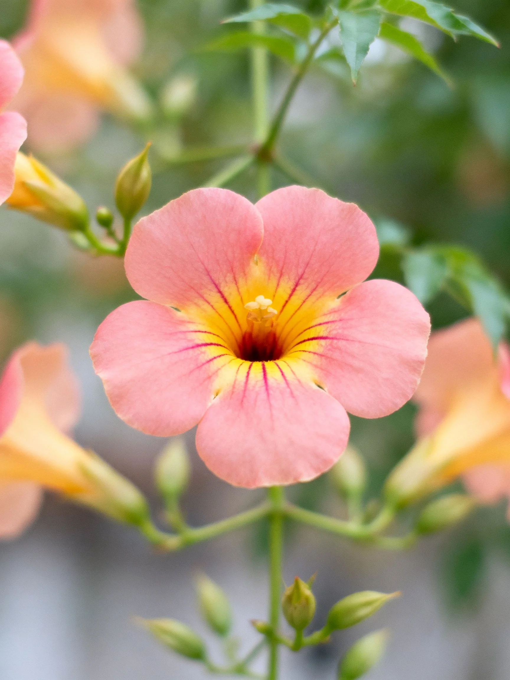 Pink trumpet flowers with yellow centers and green foliage