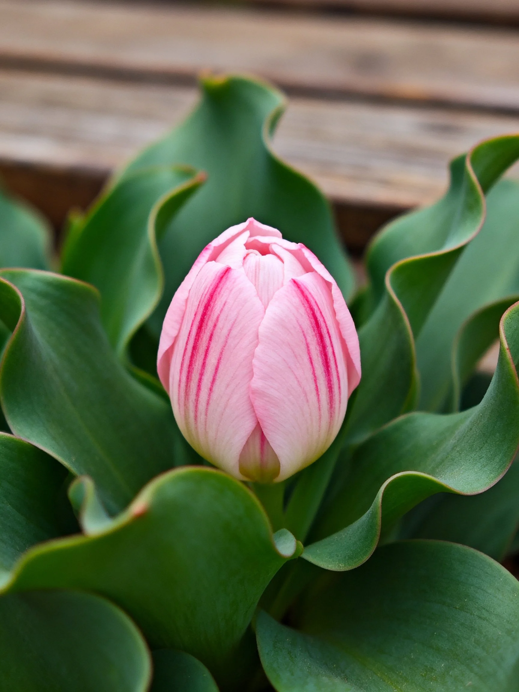 Pink tulip bud surrounded by wavy green leaves near wooden structure