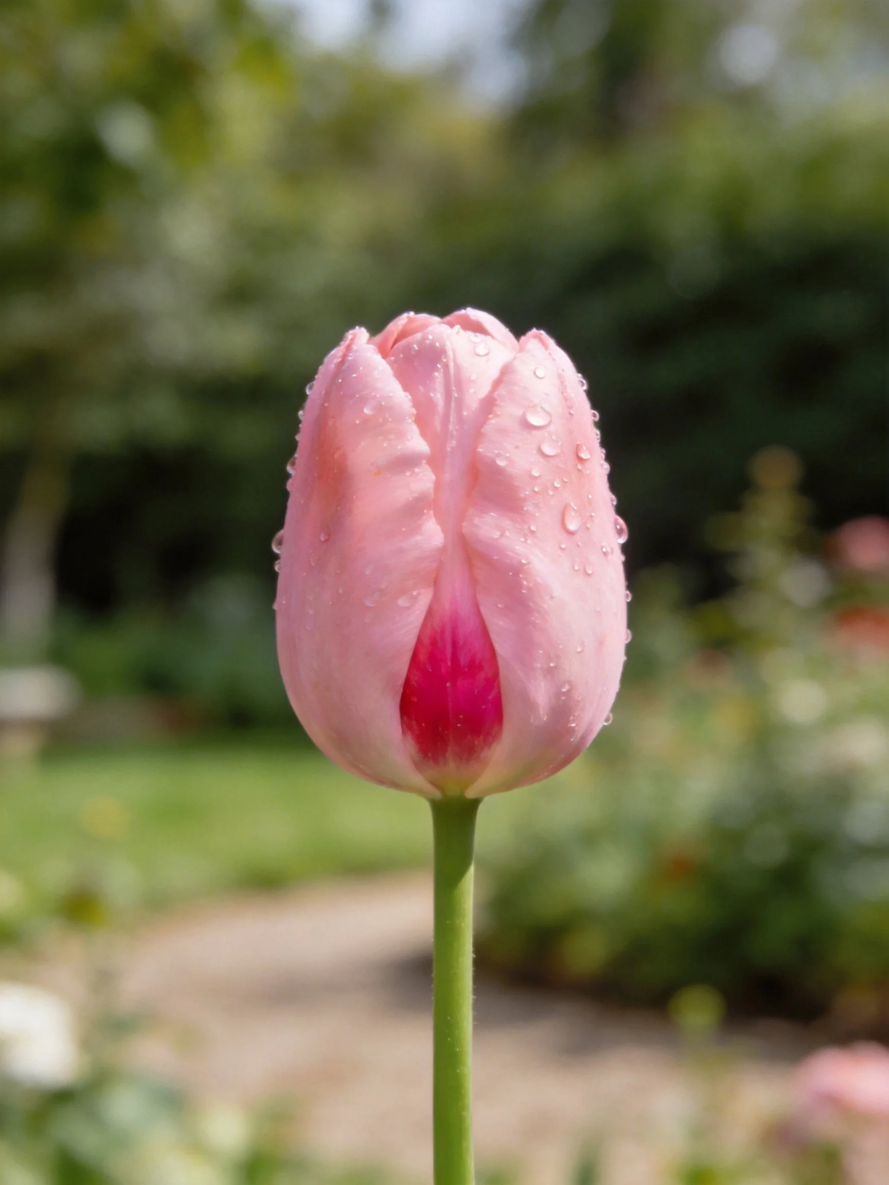 Pink tulip bud with water droplets in a garden