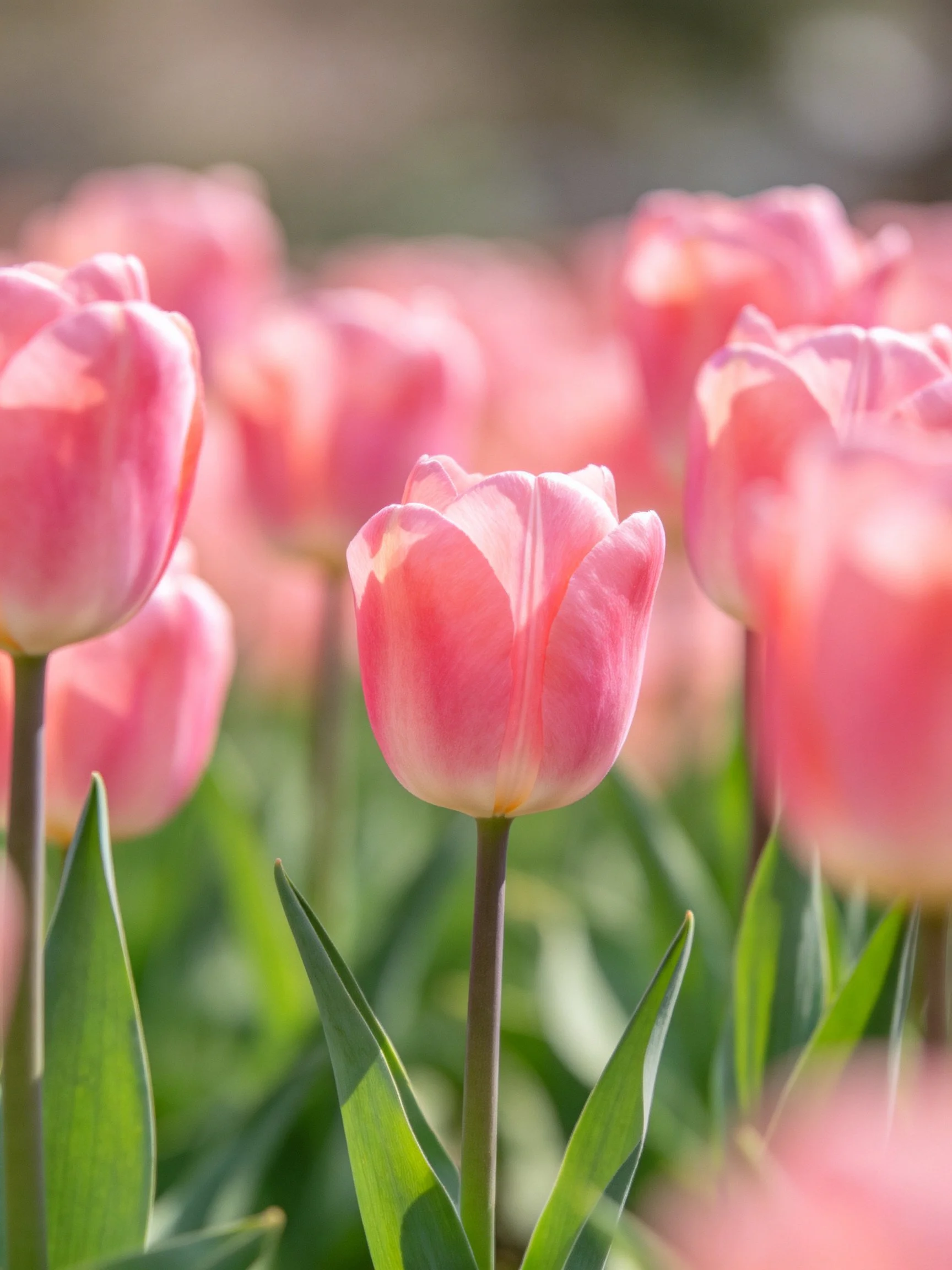 Pink tulip flowers blooming in a sunlit garden