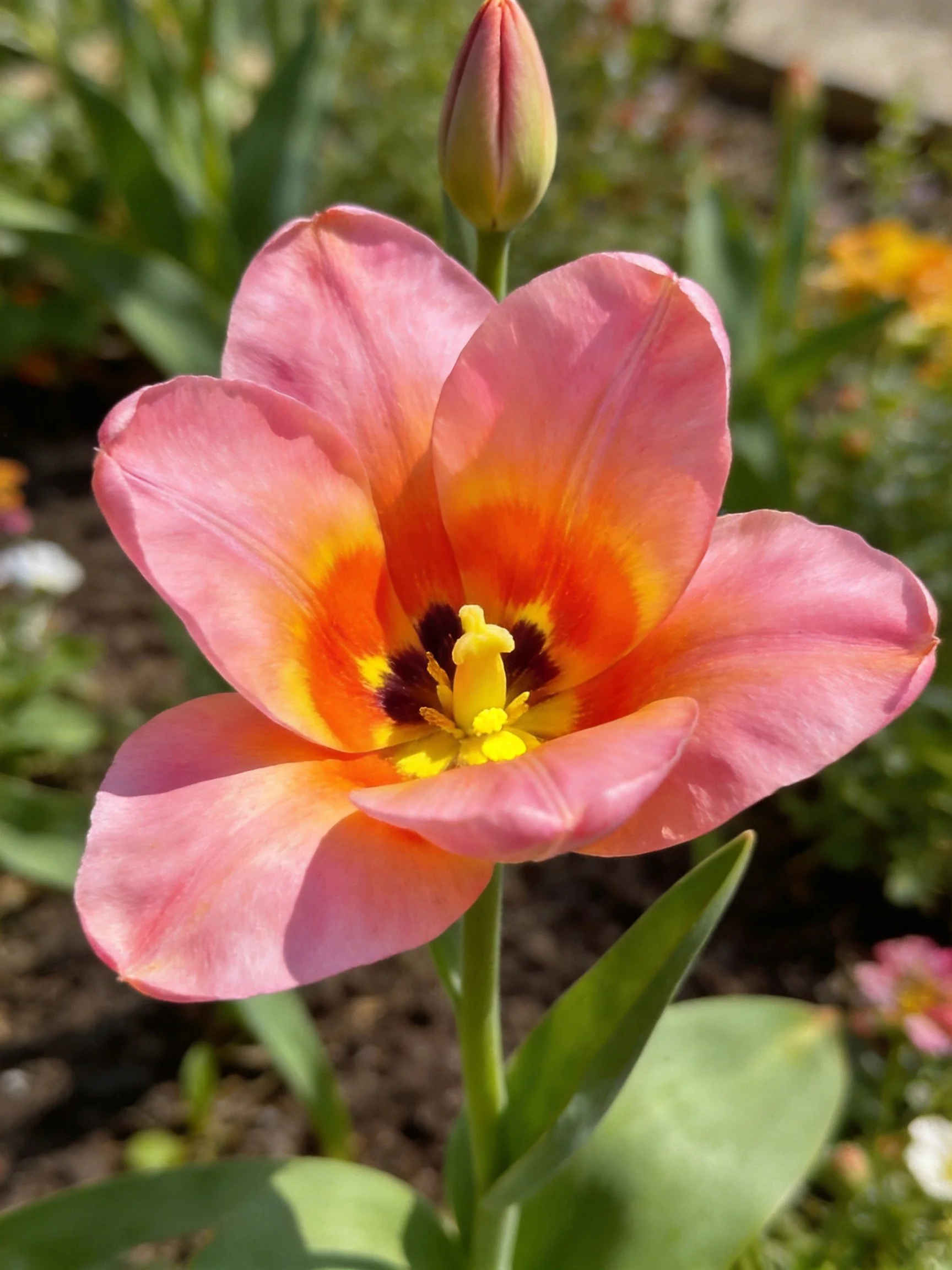 Pink tulip with orange-yellow center, green bud, and garden setting