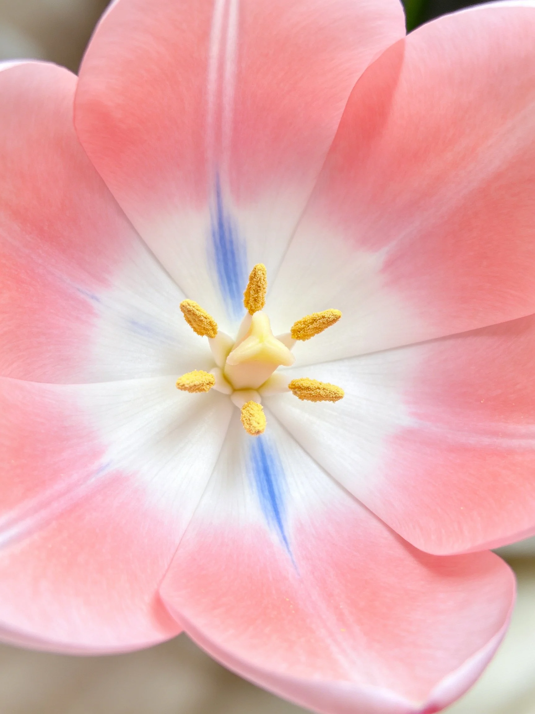 Pink tulip with white and blue center, six golden stamens