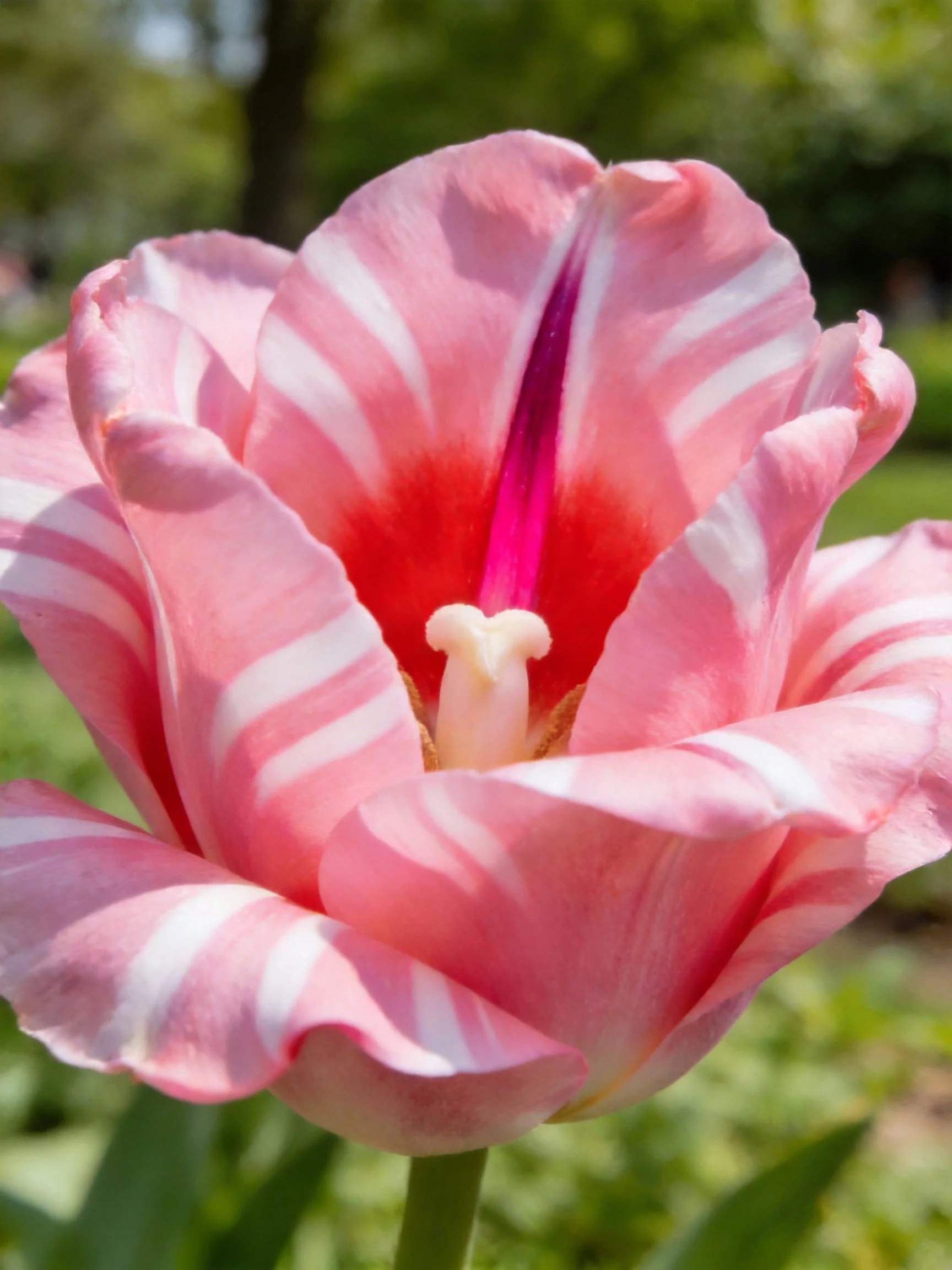 Pink tulip with white striped petals and red center