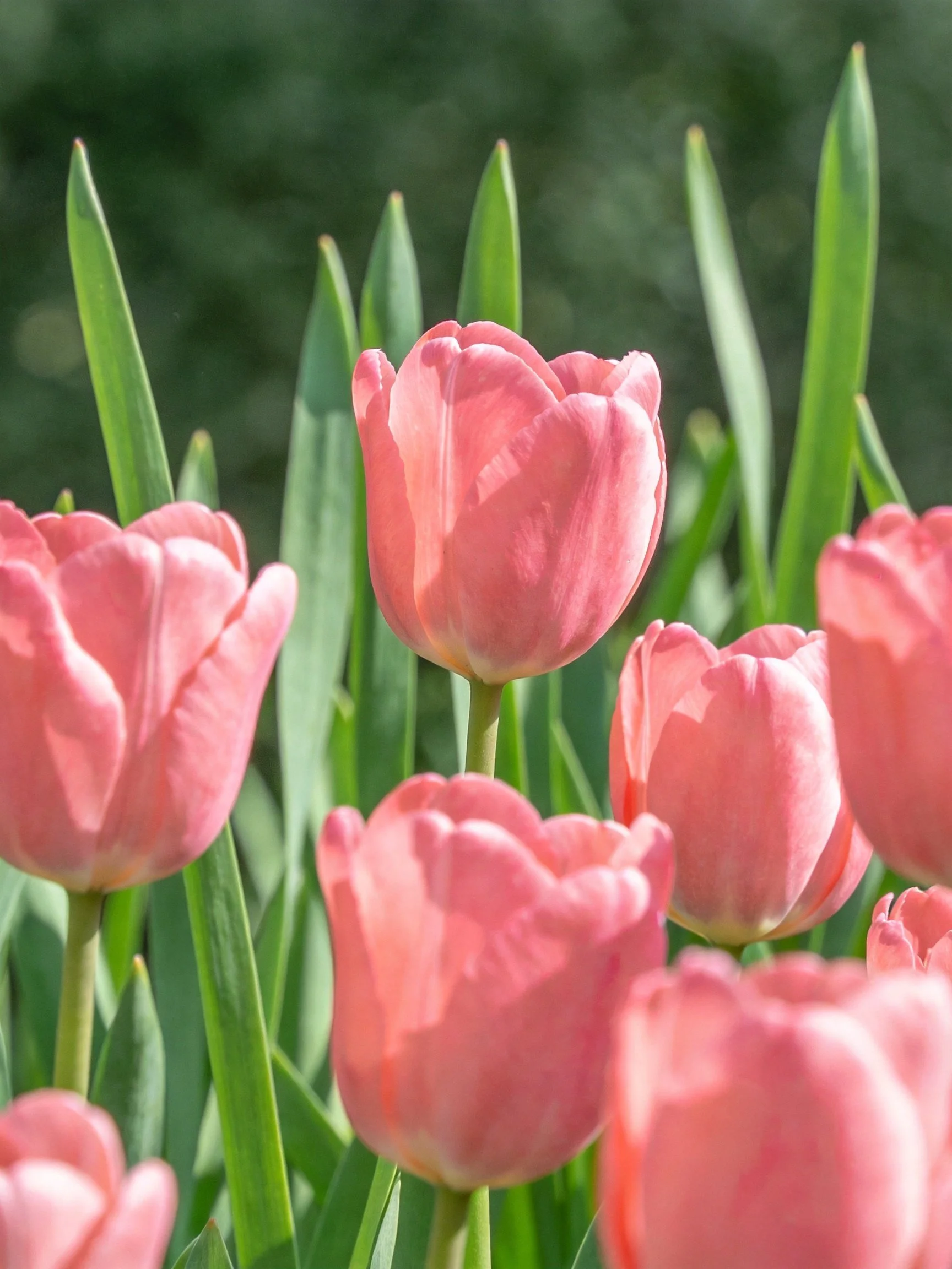 Pink tulips blooming among tall green foliage in bright sunlight