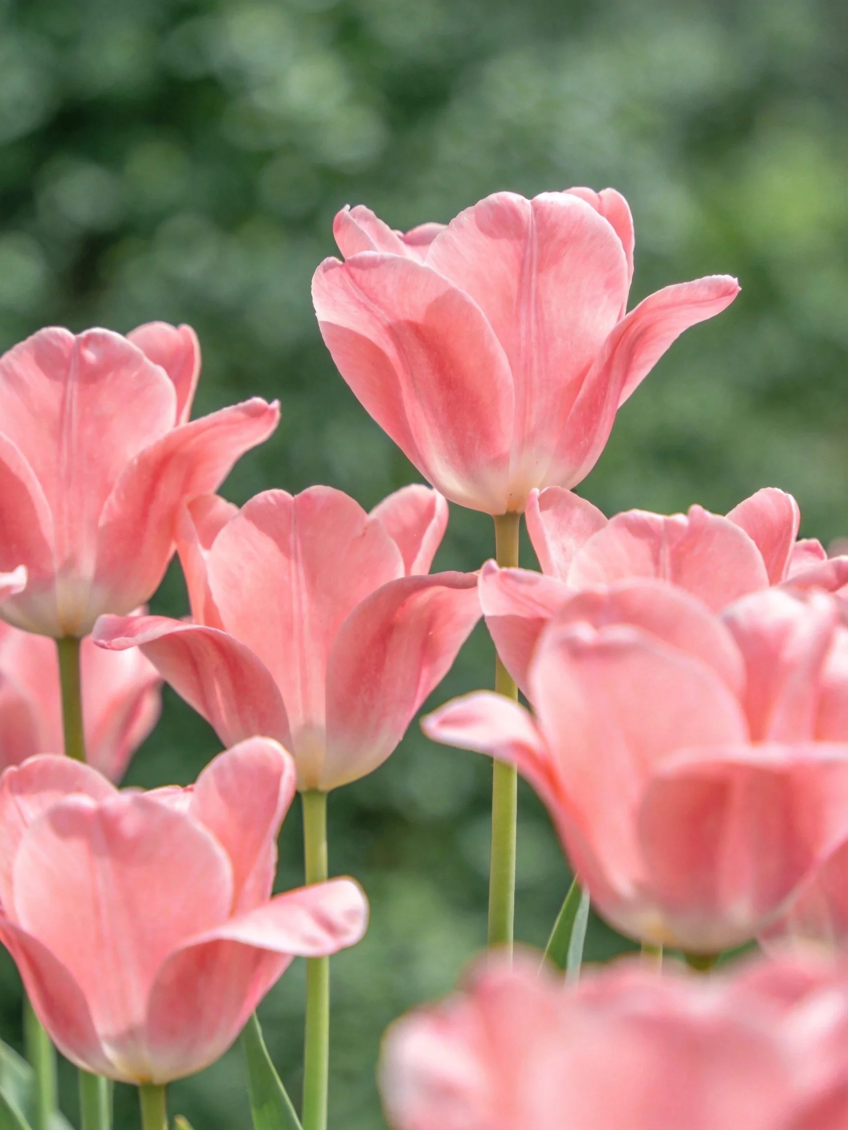 Pink tulips blooming in a lush green garden setting