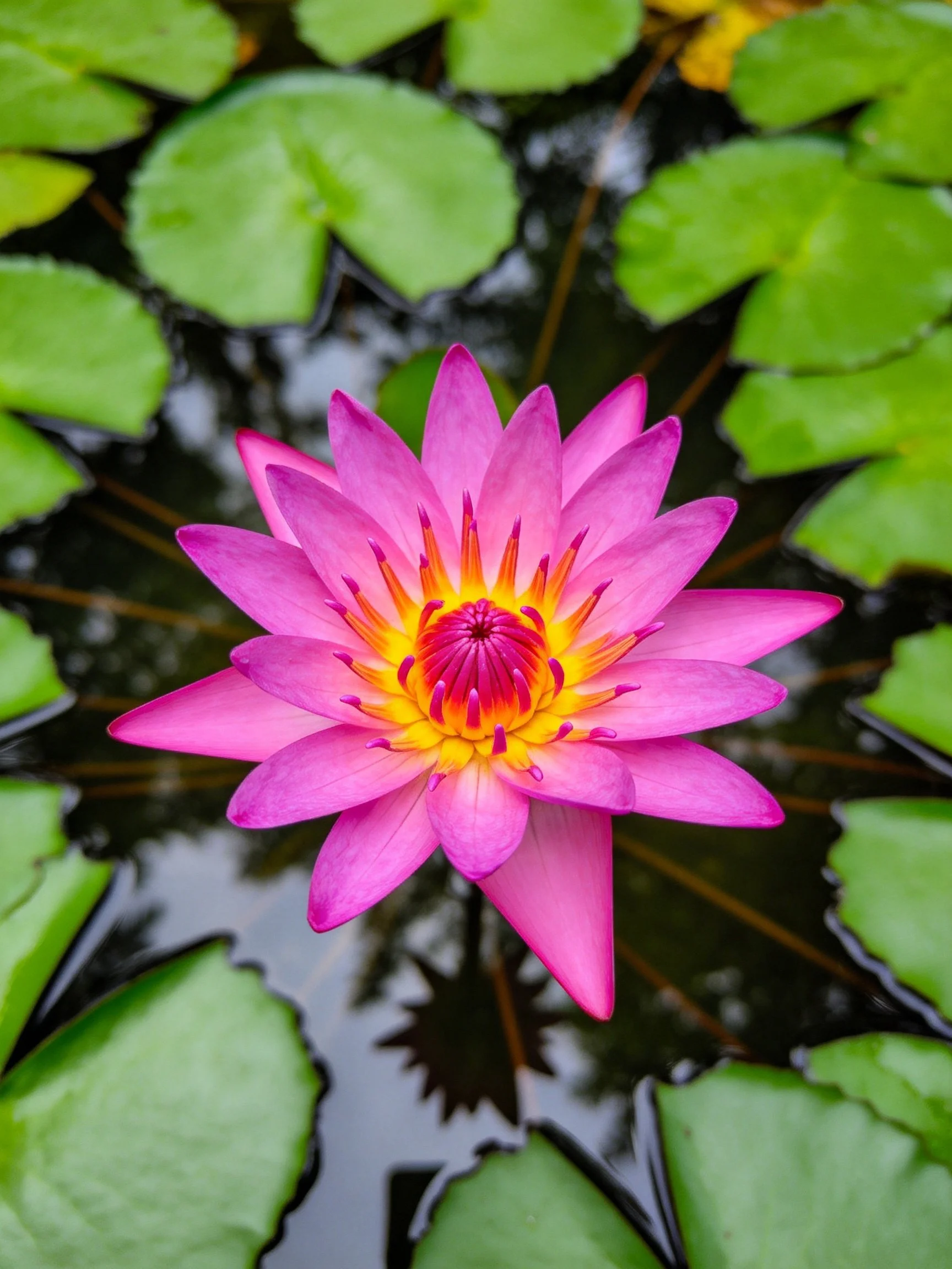 Pink water lily with yellow center surrounded by green lily pads