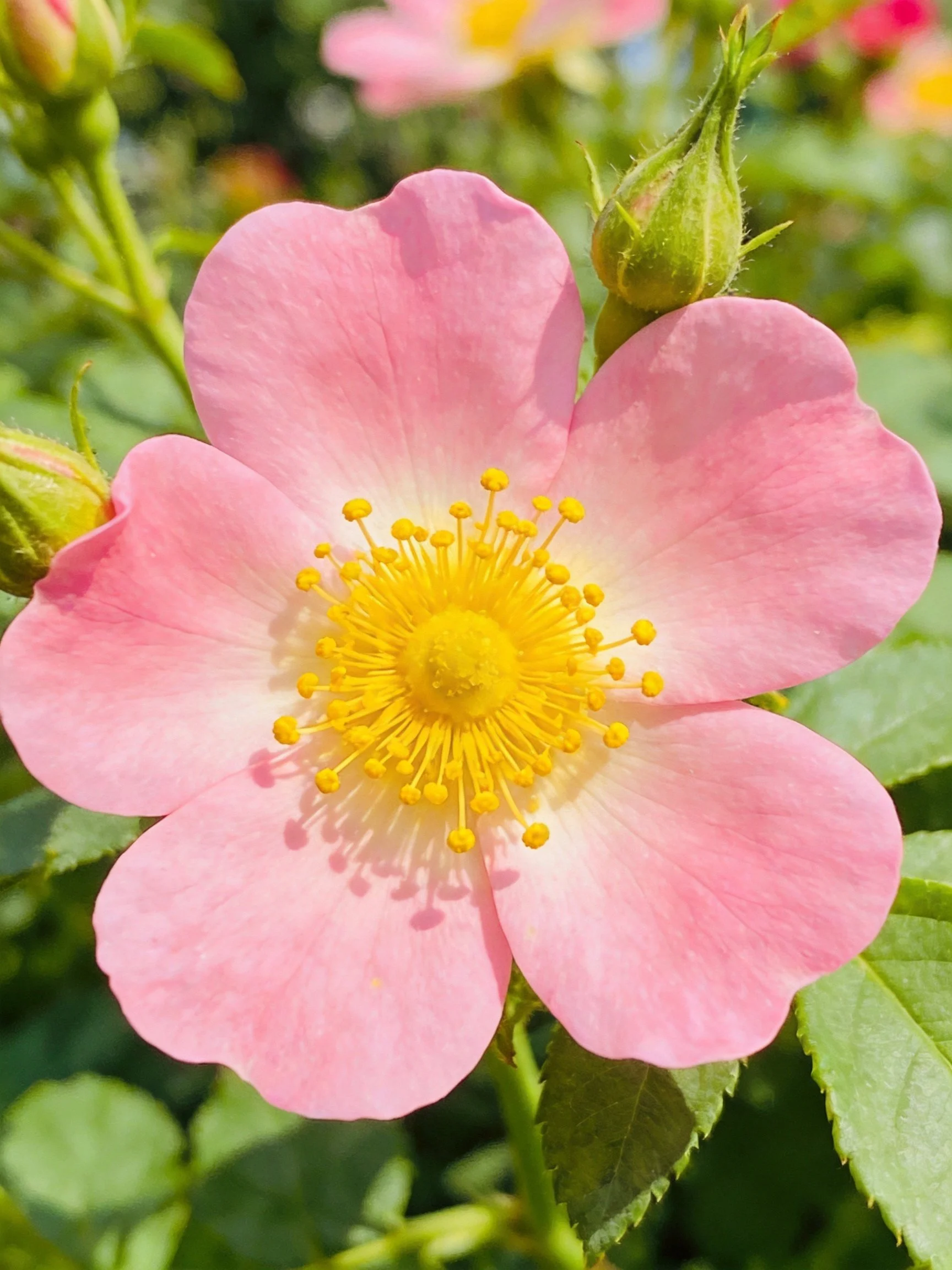 Pink wild rose bloom with yellow center and green buds