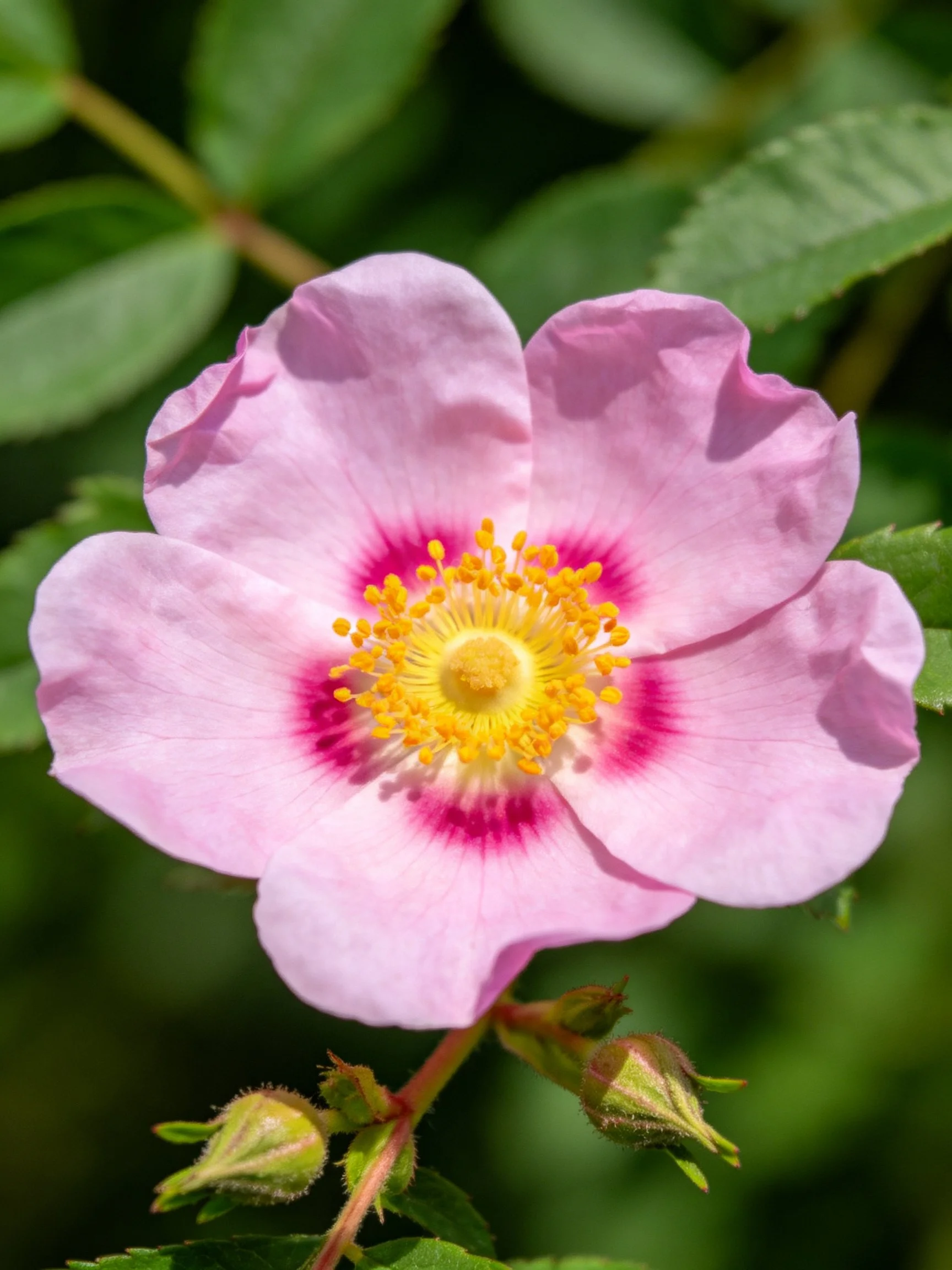 Pink wild rose with magenta center and yellow stamens