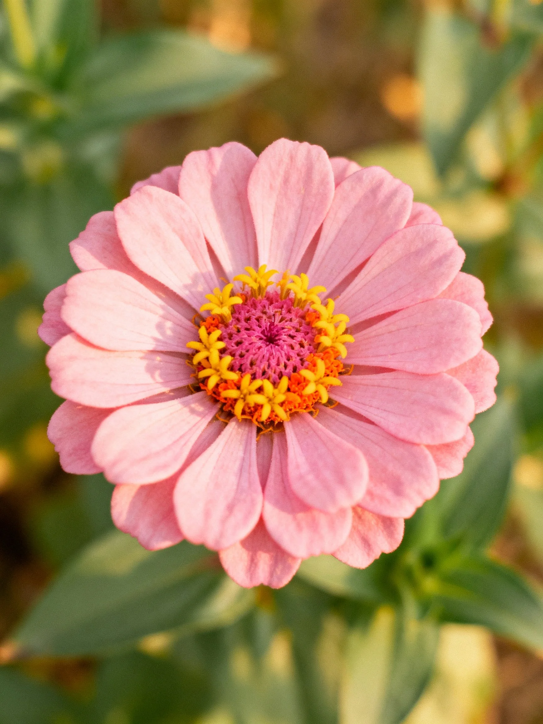 Pink zinnia flower with layered petals and vibrant center