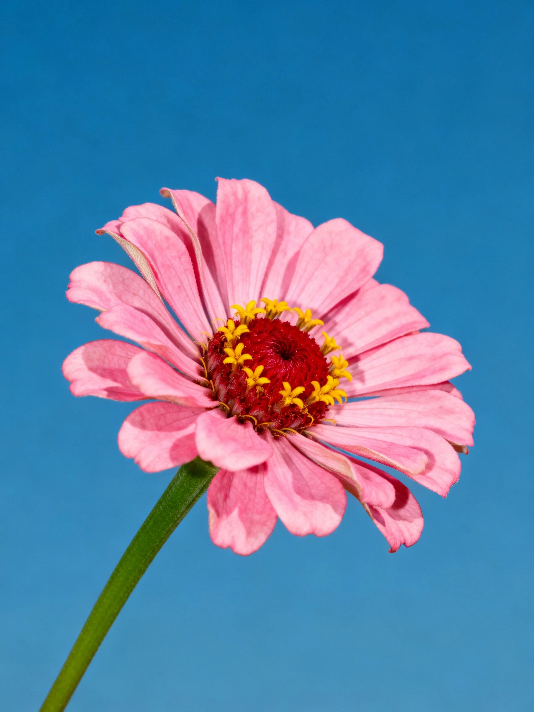Pink zinnia flower with red center and yellow stamens on blue background