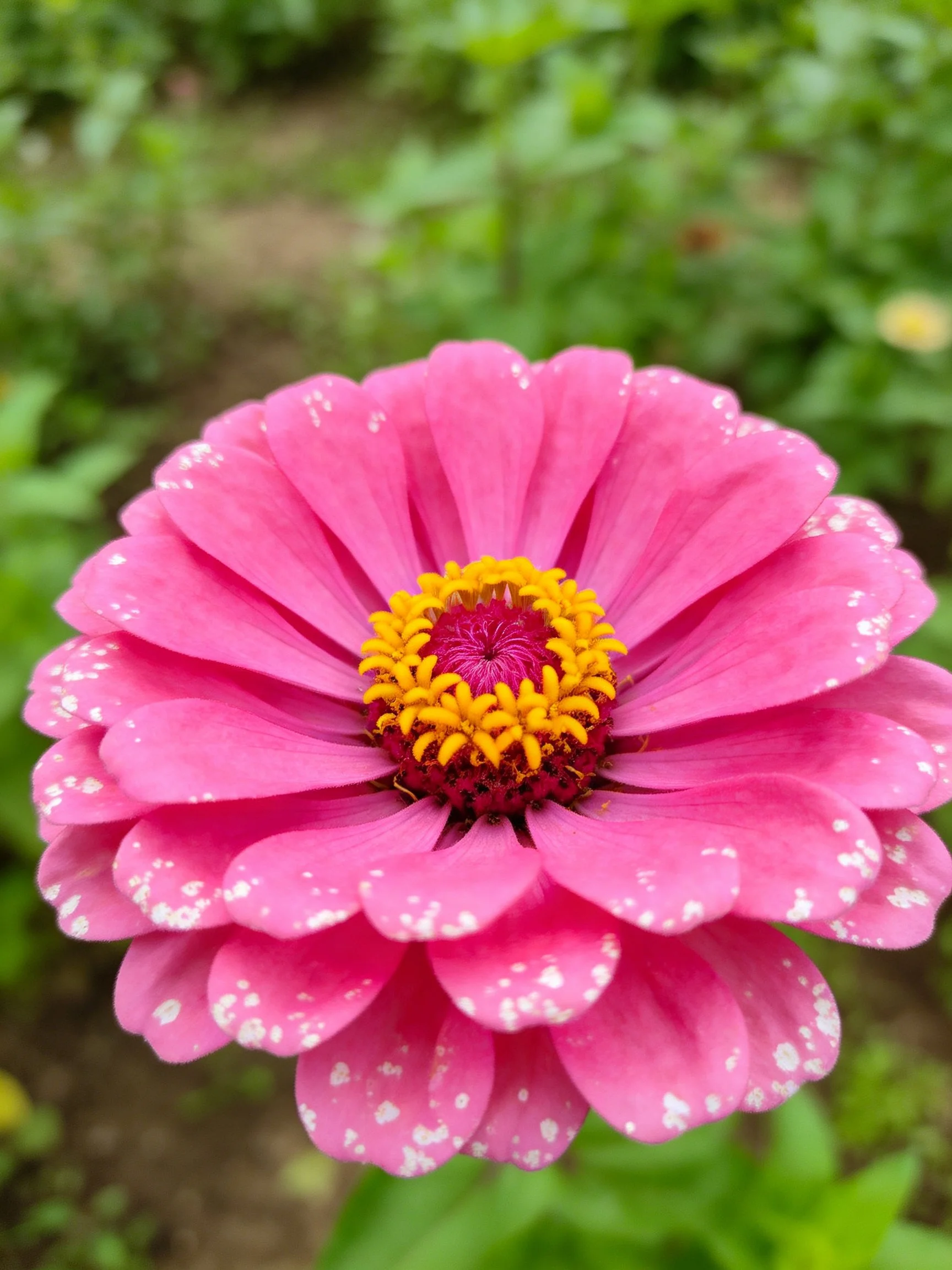 Pink zinnia flower with white speckles and yellow center