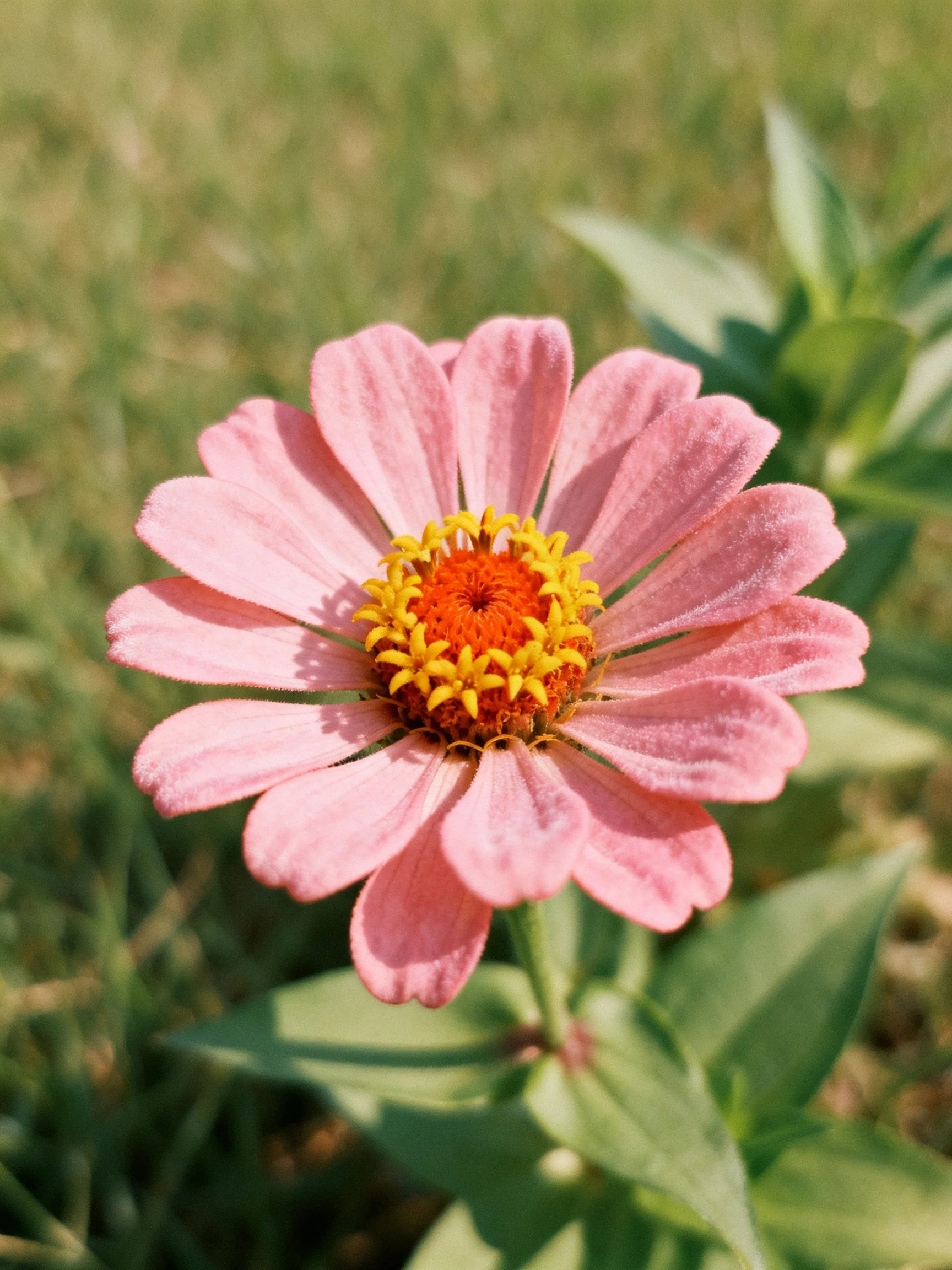 Pink zinnia flower with yellow-orange center in green surroundings