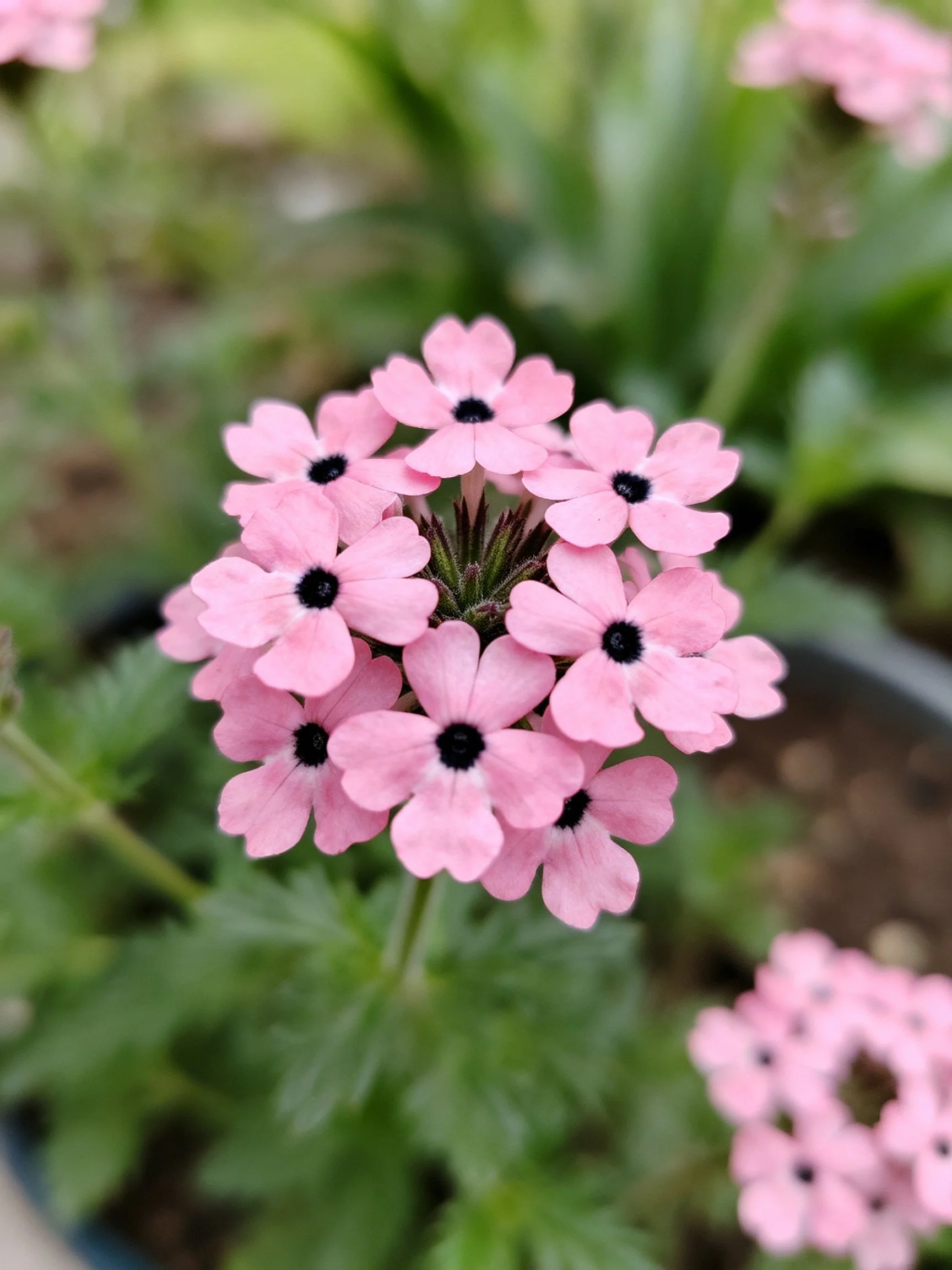 Pinkverbena flower clusters with black centers amid green foliage