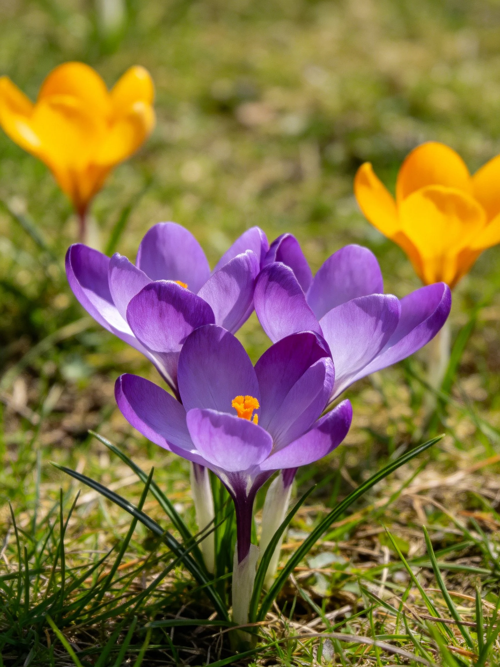 Purple Crocus Cluster Among Yellow Flowers in a Grassy Field