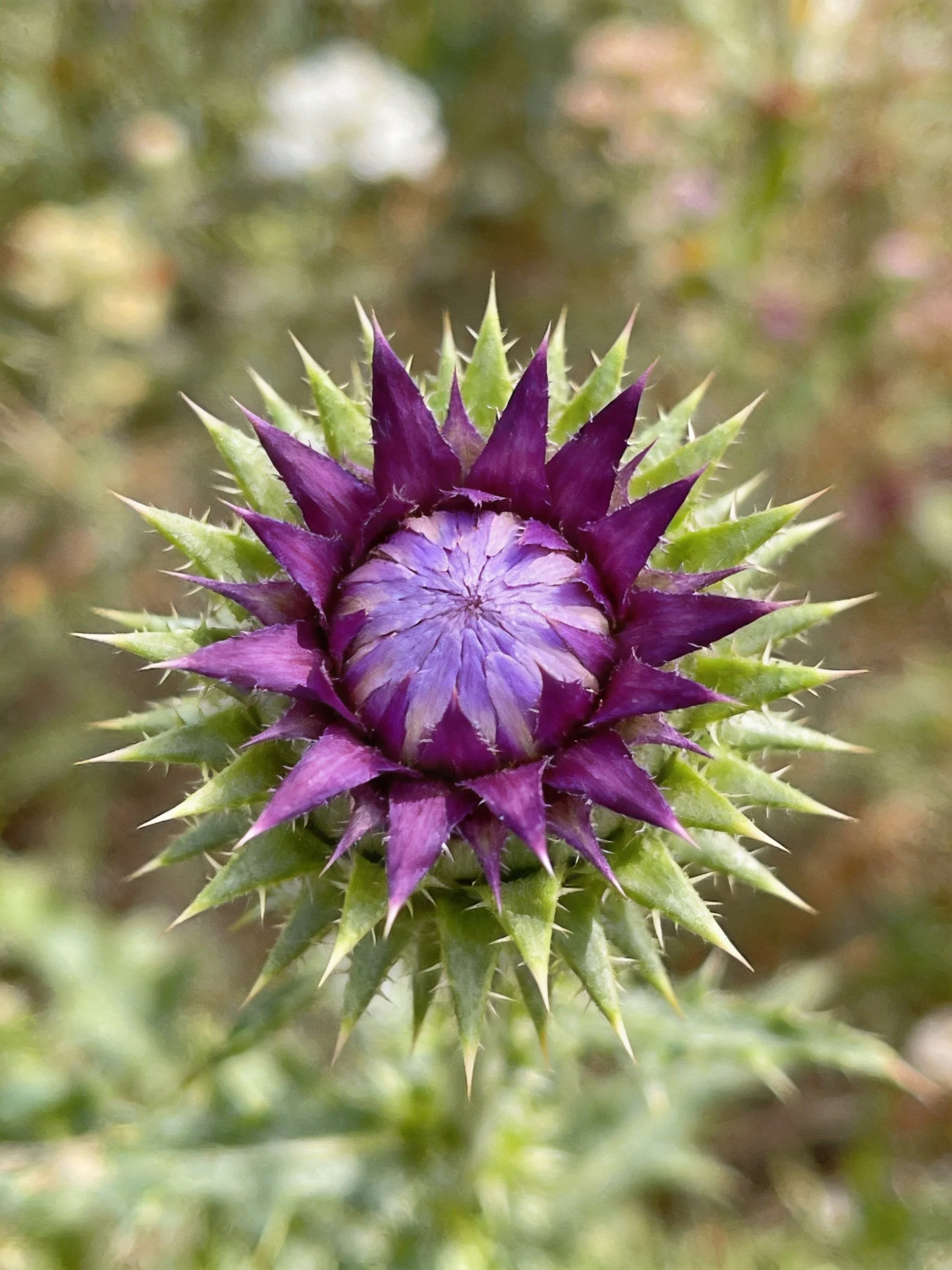 Purple Thistle Bud with Spiky Green Bracts